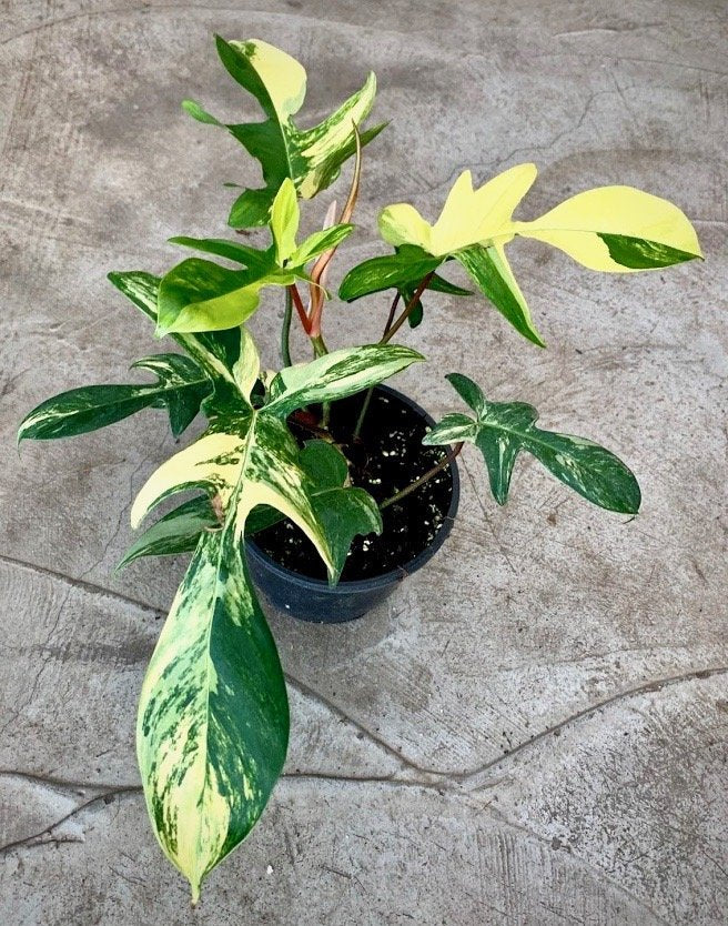 Philodendron Florida Beauty (4-6 Blätter) Hoch Variegated