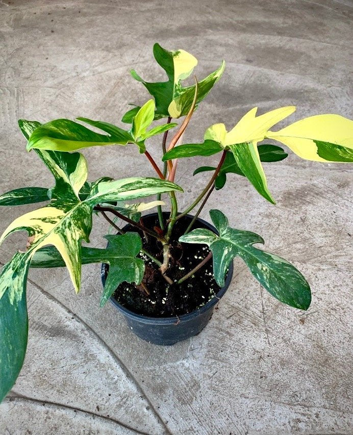 Philodendron Florida Beauty (2/3 leaves)