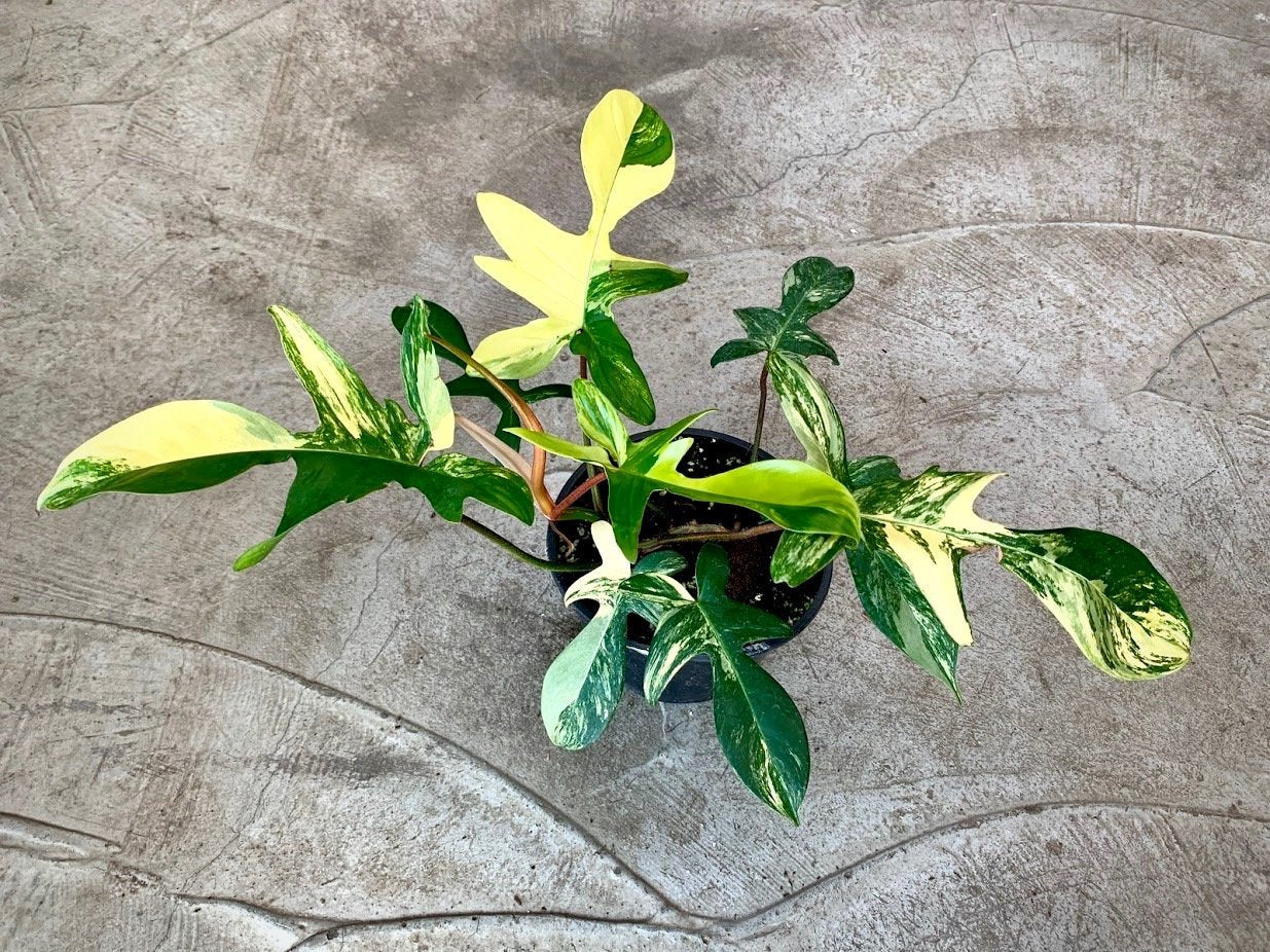Philodendron Florida Beauty (4-6 Blätter) Hoch Variegated