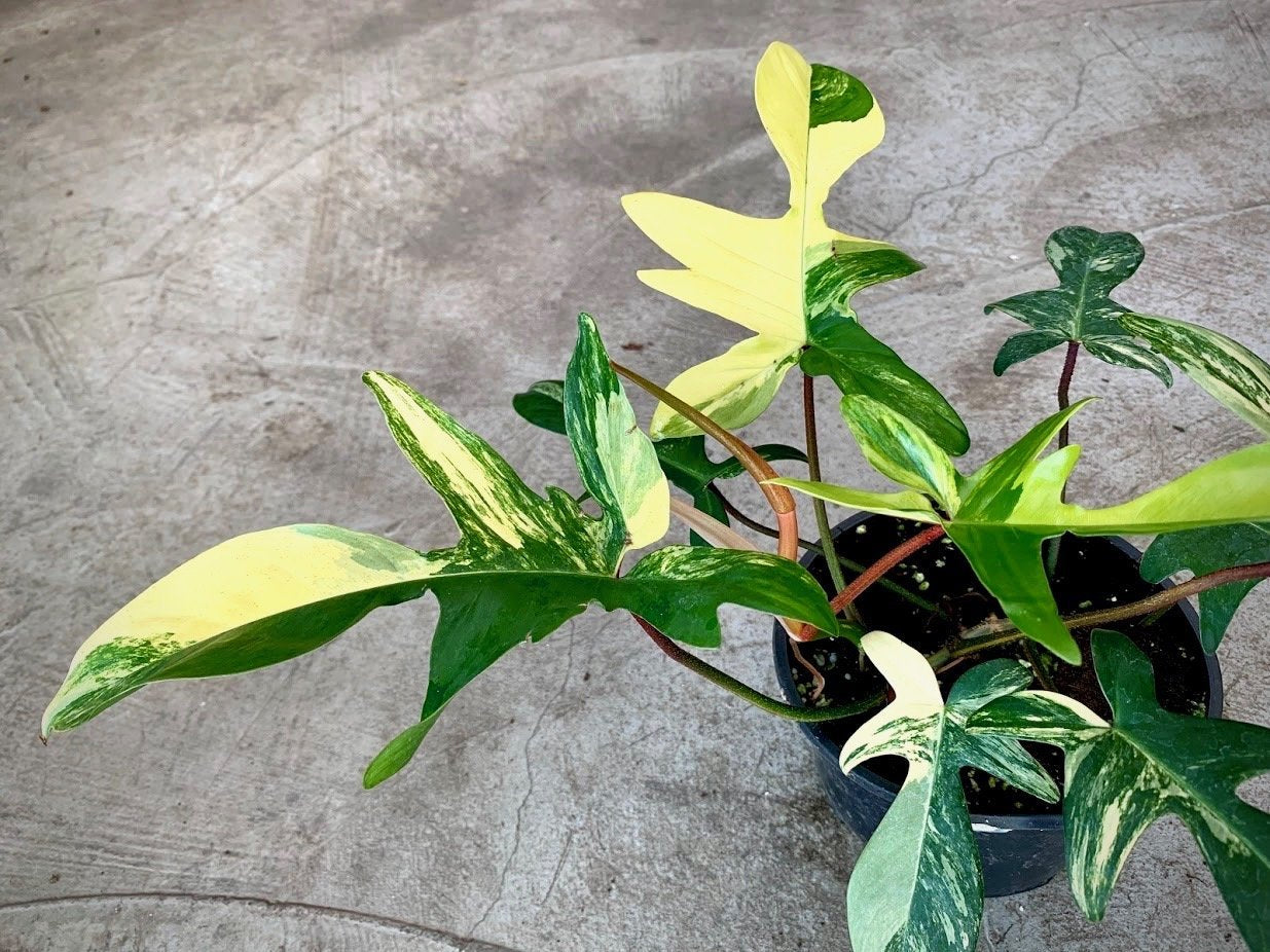 Philodendron Florida Beauty (4-6 Blätter) Hoch Variegated