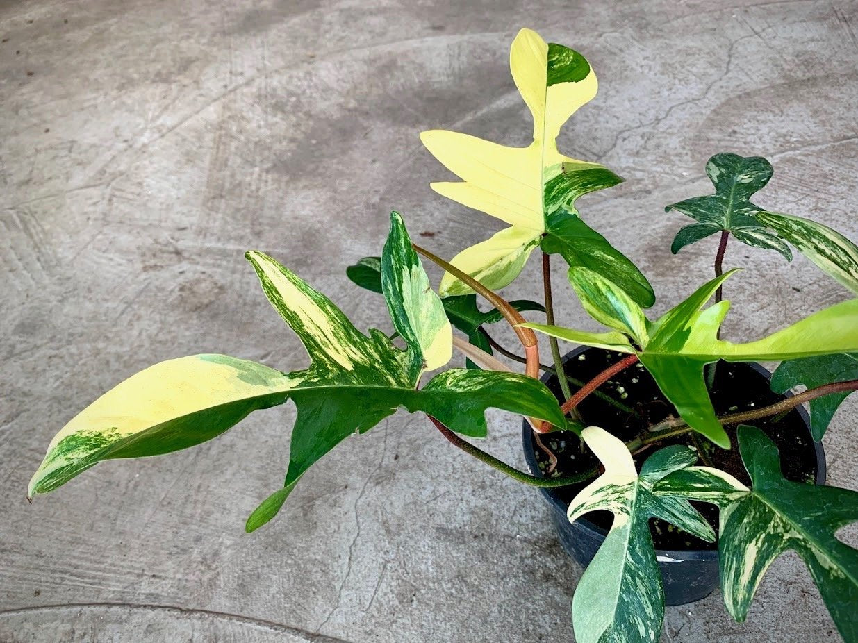 Philodendron Florida Beauty (4-6 Blätter) Hoch Variegated