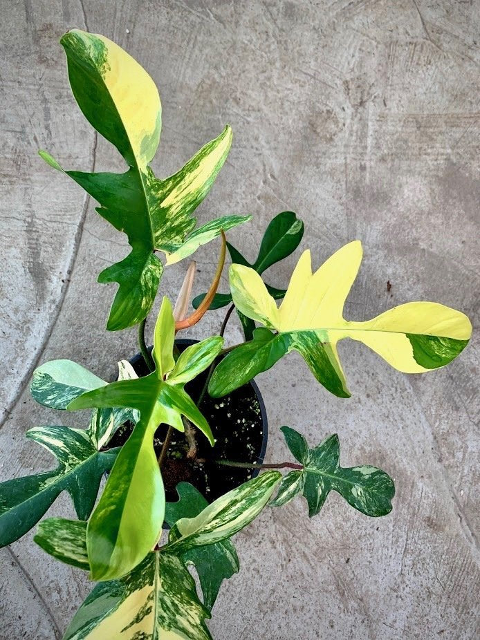 Philodendron Florida Beauty (4-6 Blätter) Hoch Variegated