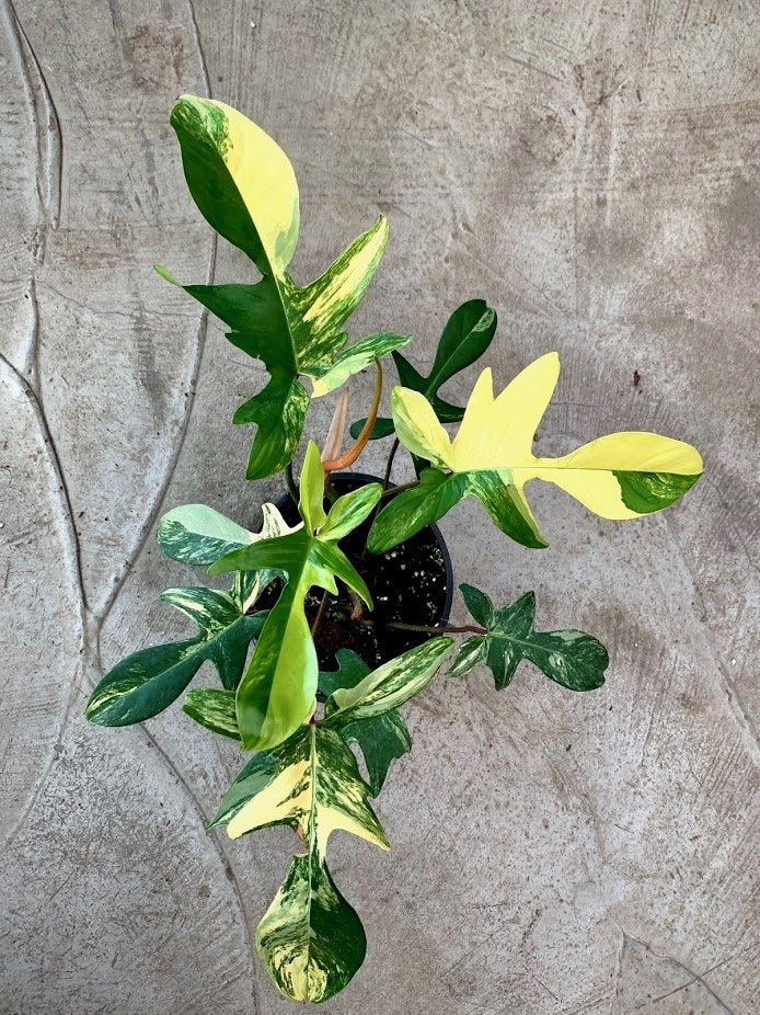 Philodendron Florida Beauty (4-6 Blätter) Hoch Variegated