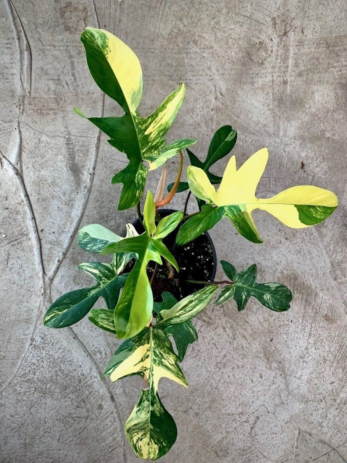 Philodendron Florida Beauty (4-6 Blätter) Hoch Variegated