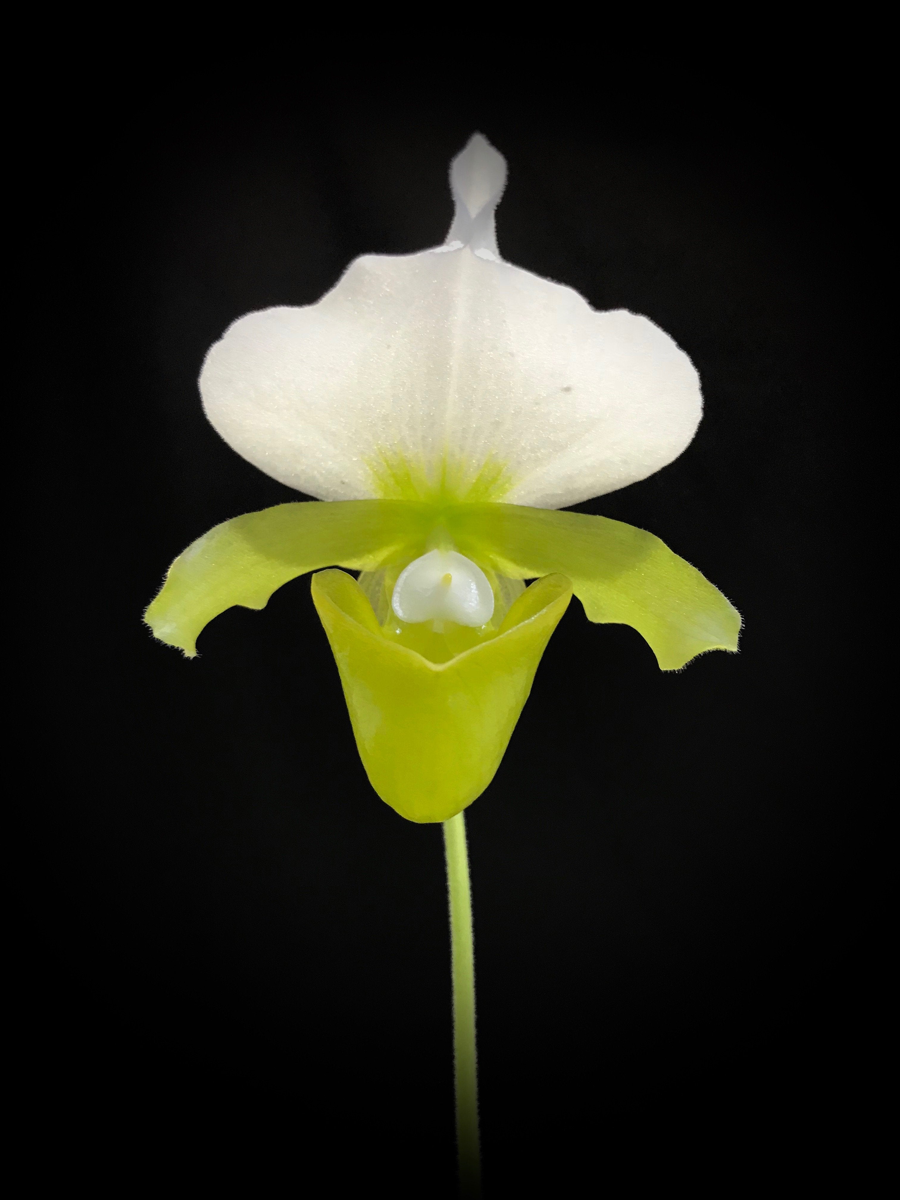 Paphiopedilum charlesworthii alba "Select one from 2nd generation"