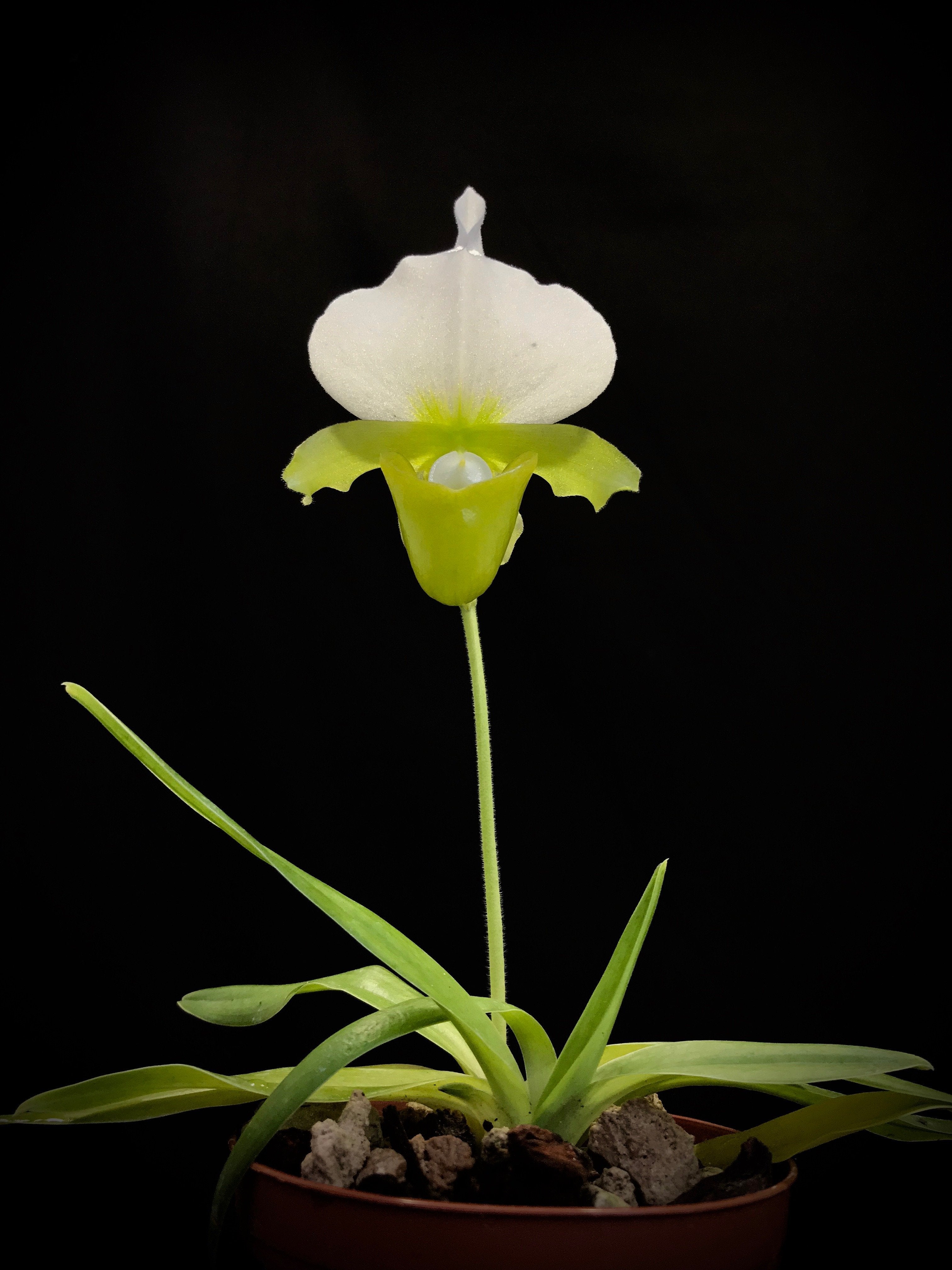 Paphiopedilum charlesworthii alba ''Select''