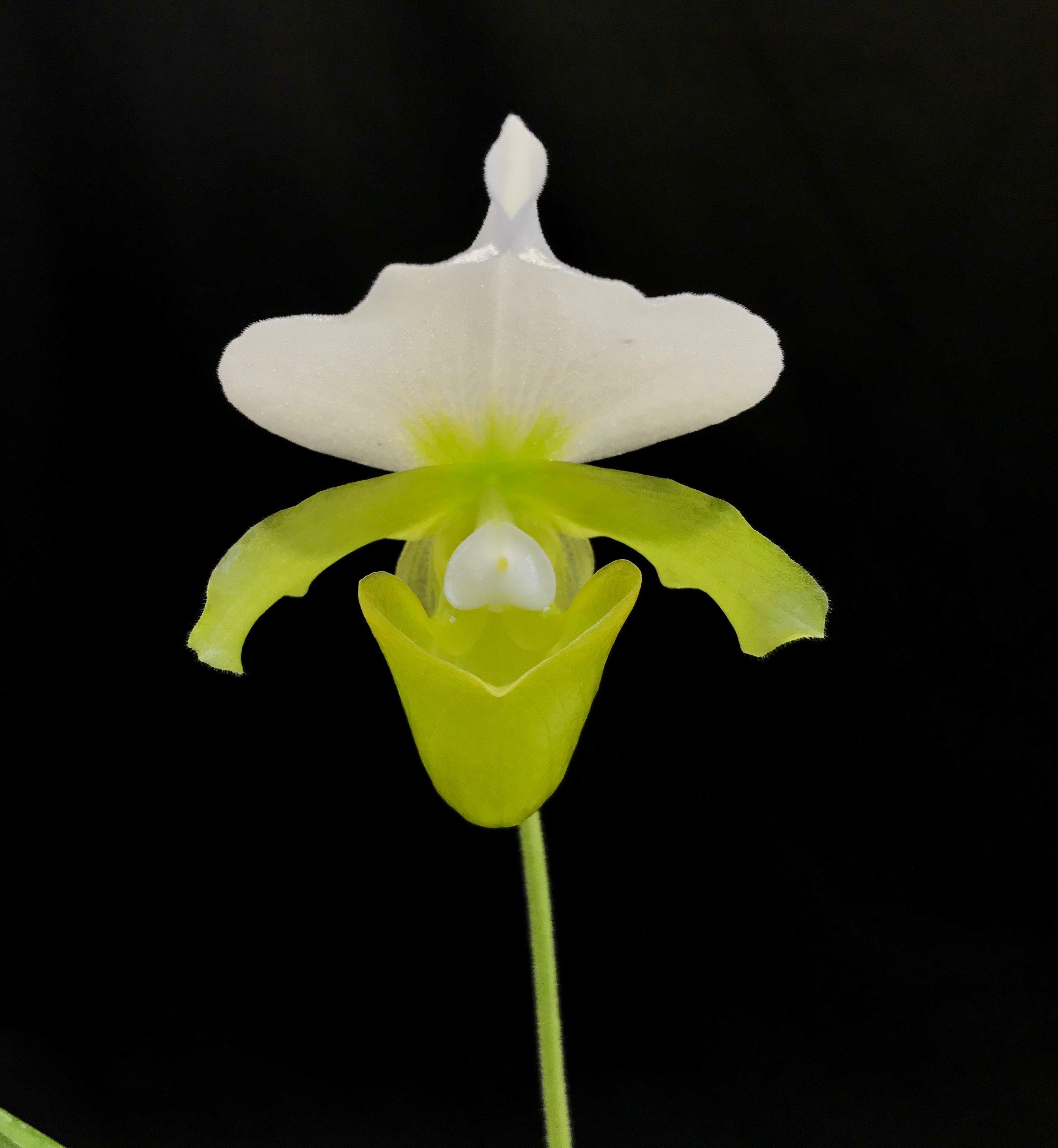 Paphiopedilum charlesworthii alba ''Select''