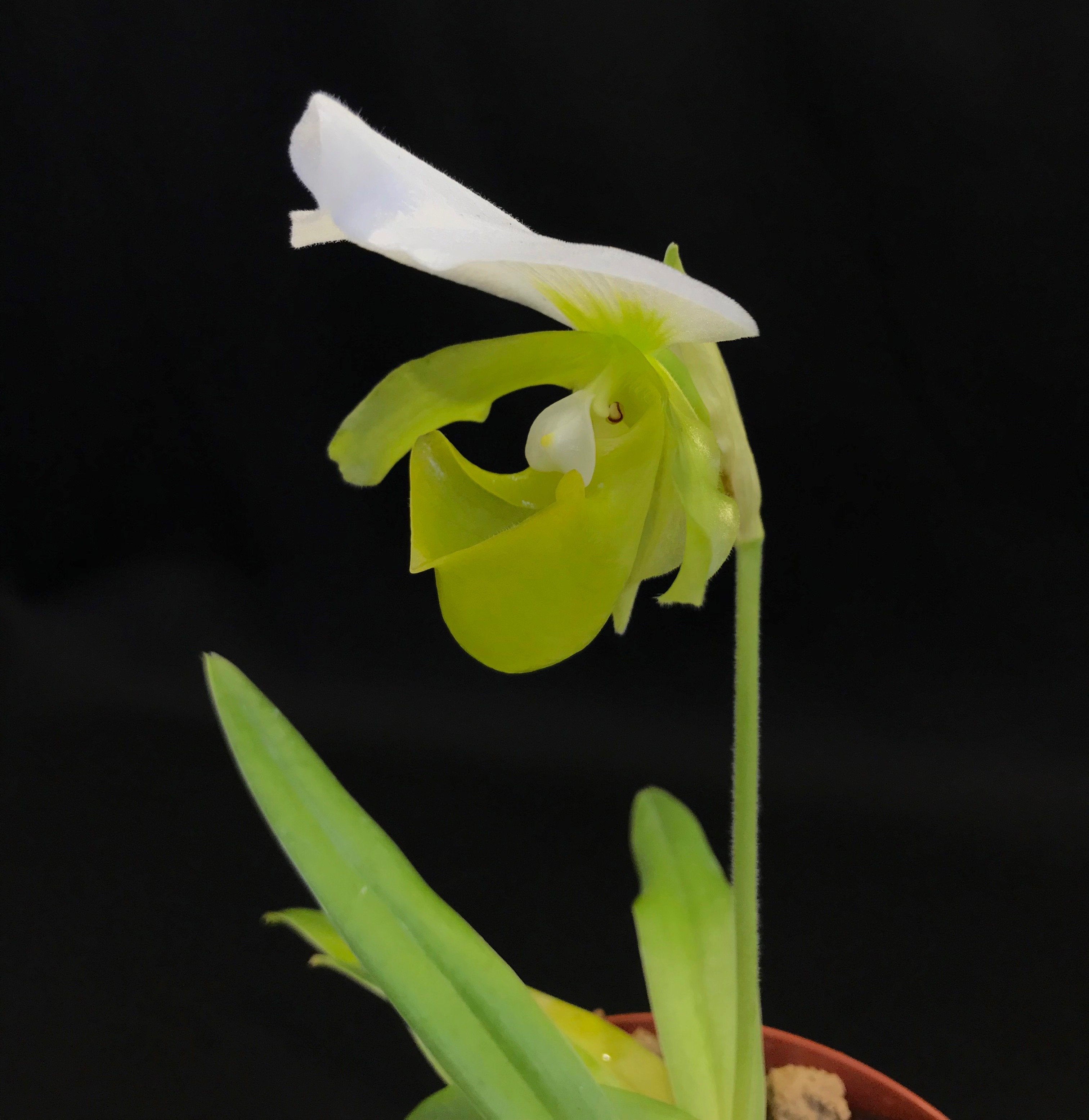 Paphiopedilum charlesworthii alba "Select one from 2nd generation"