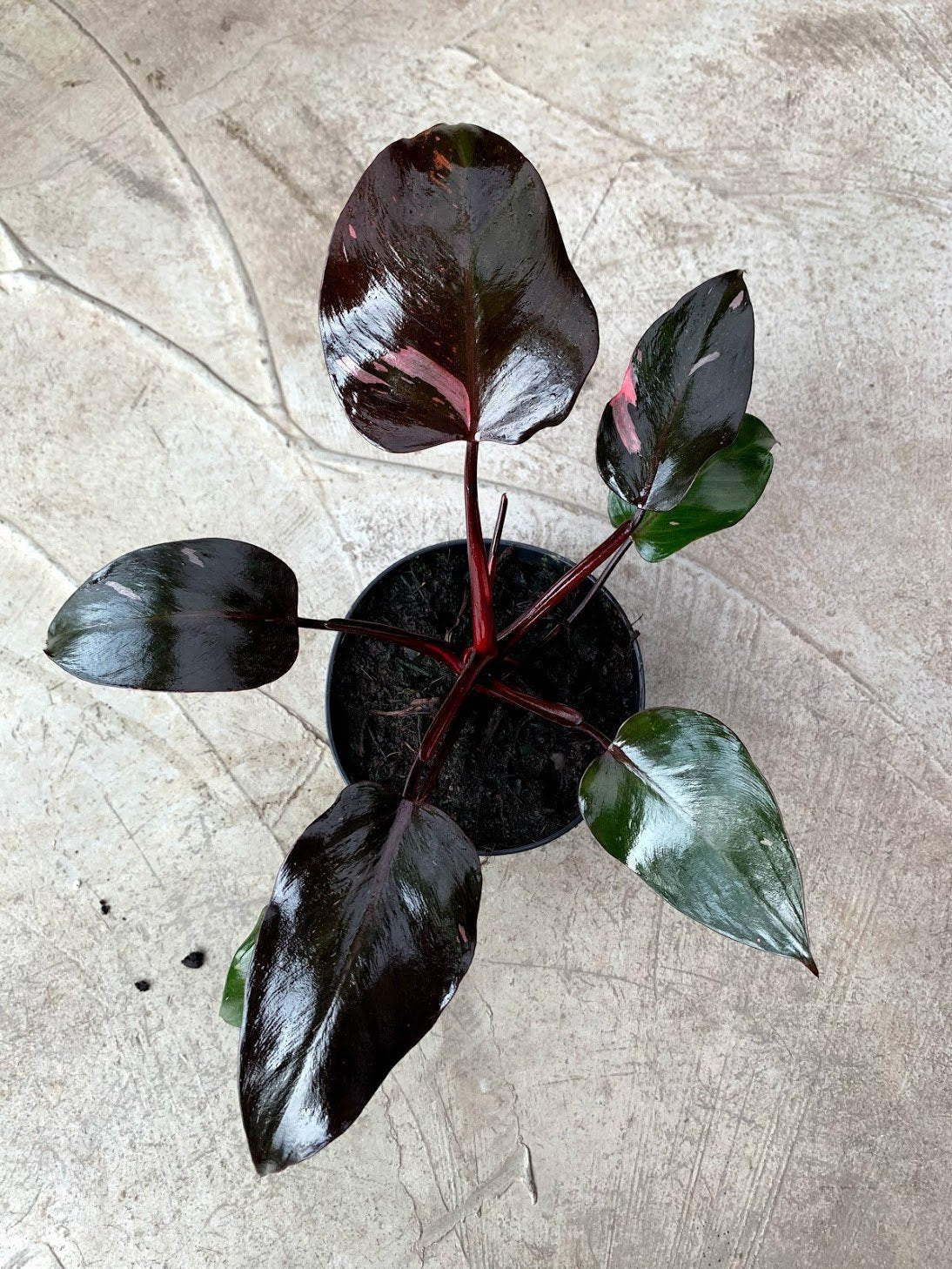 Philodendron Pink Princess (not much pink in at the moment)