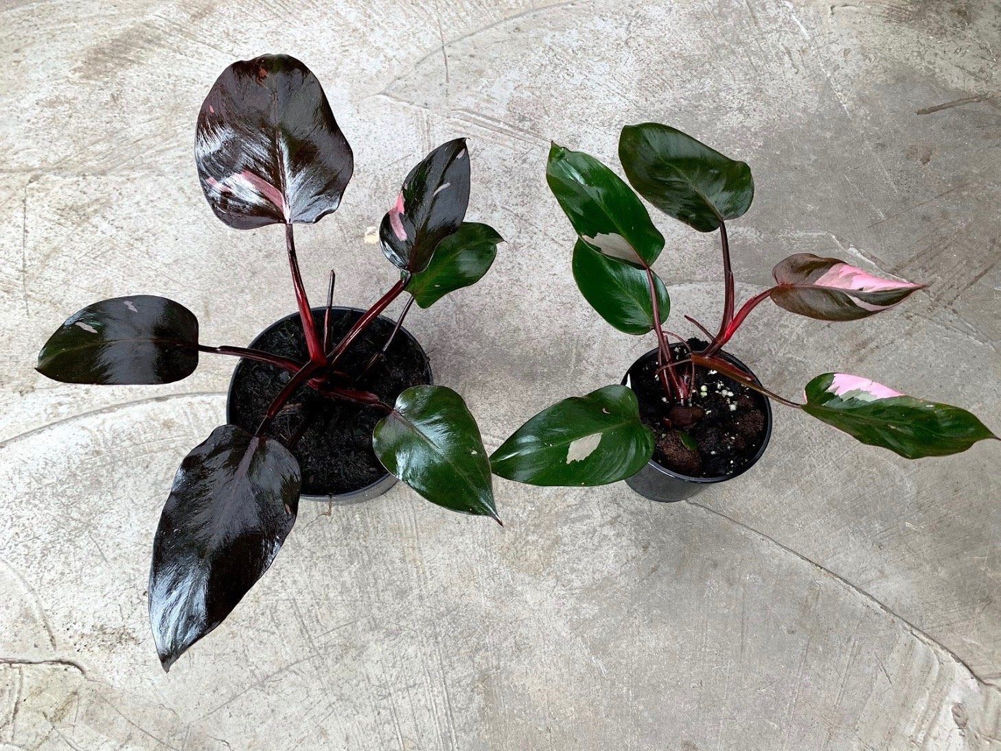 Philodendron Pink Princess (not much pink in at the moment)