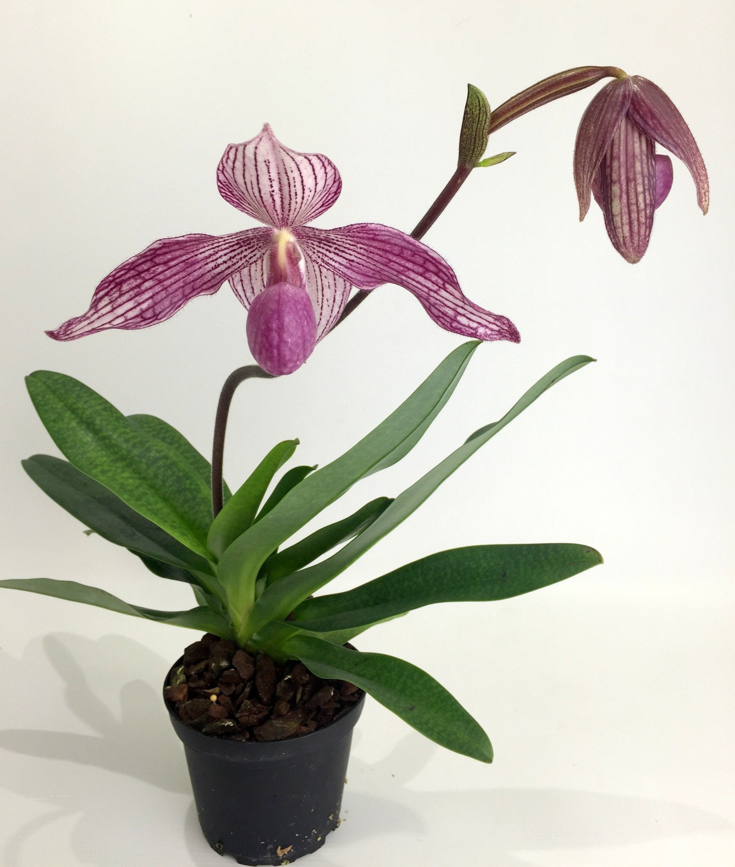 Paphiopedilum Delrosi (delenatii x rothschildianum) "Big Plant"