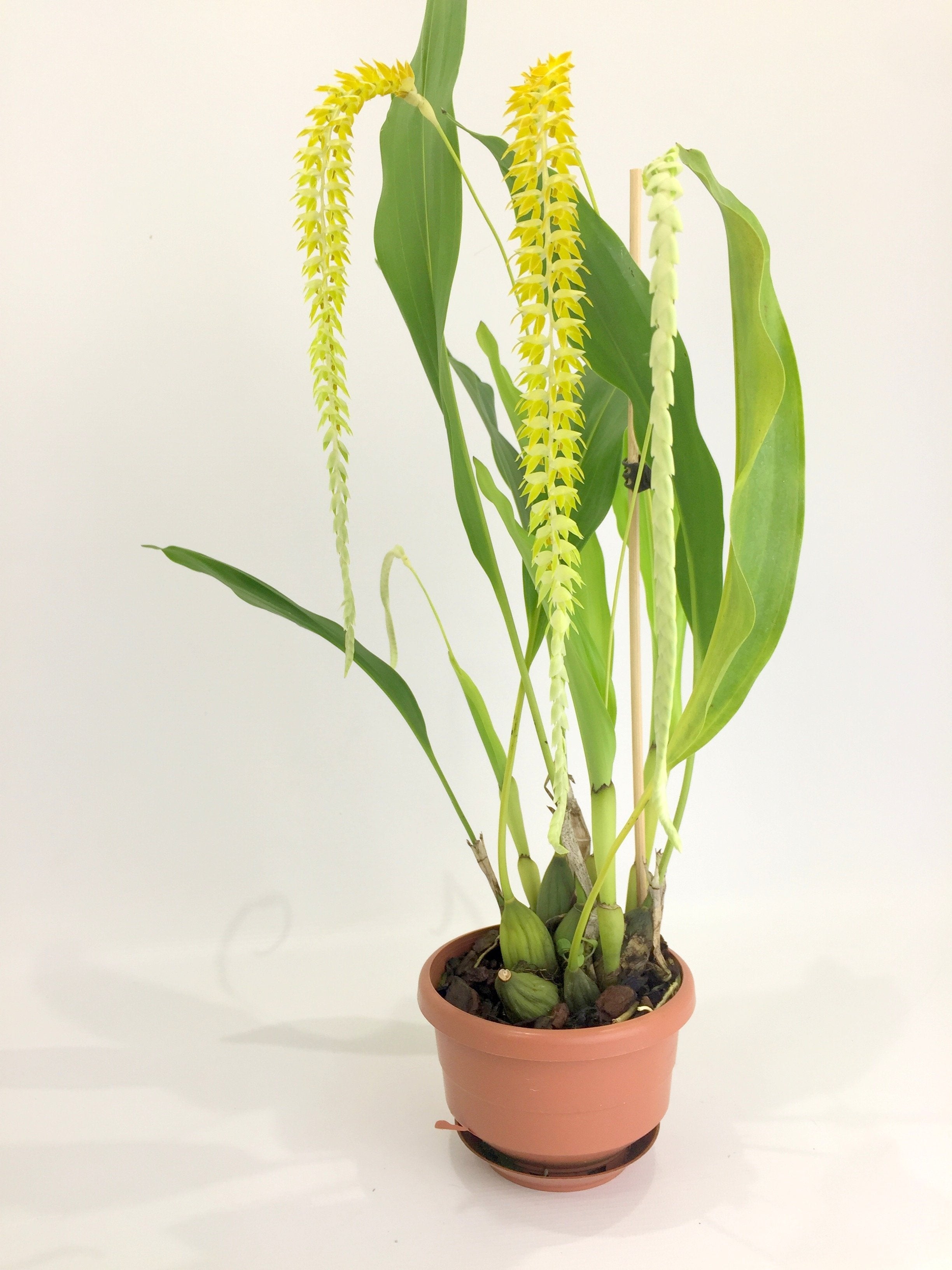 Dendrochilum glumaceum