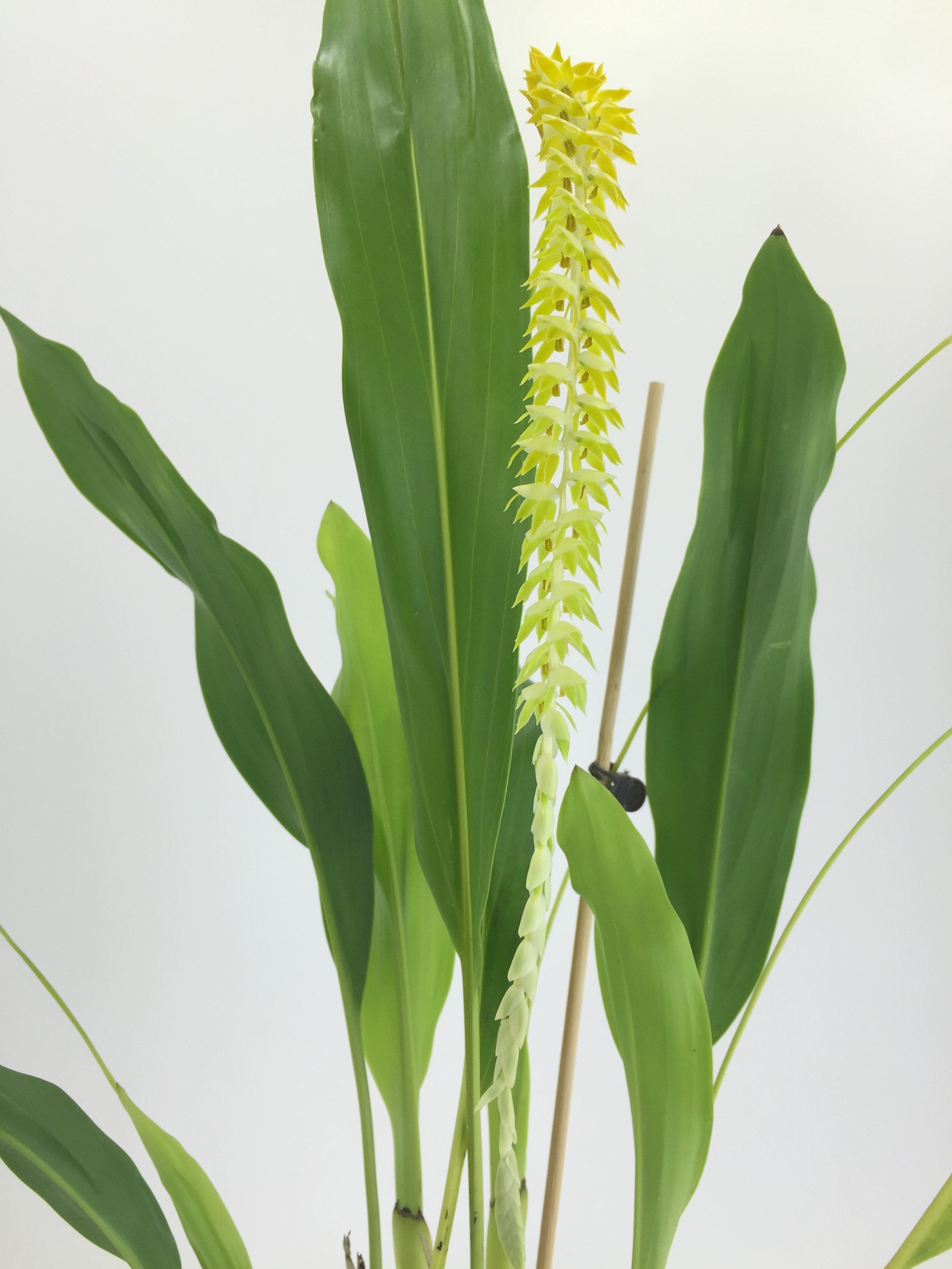 Dendrochilum glumaceum