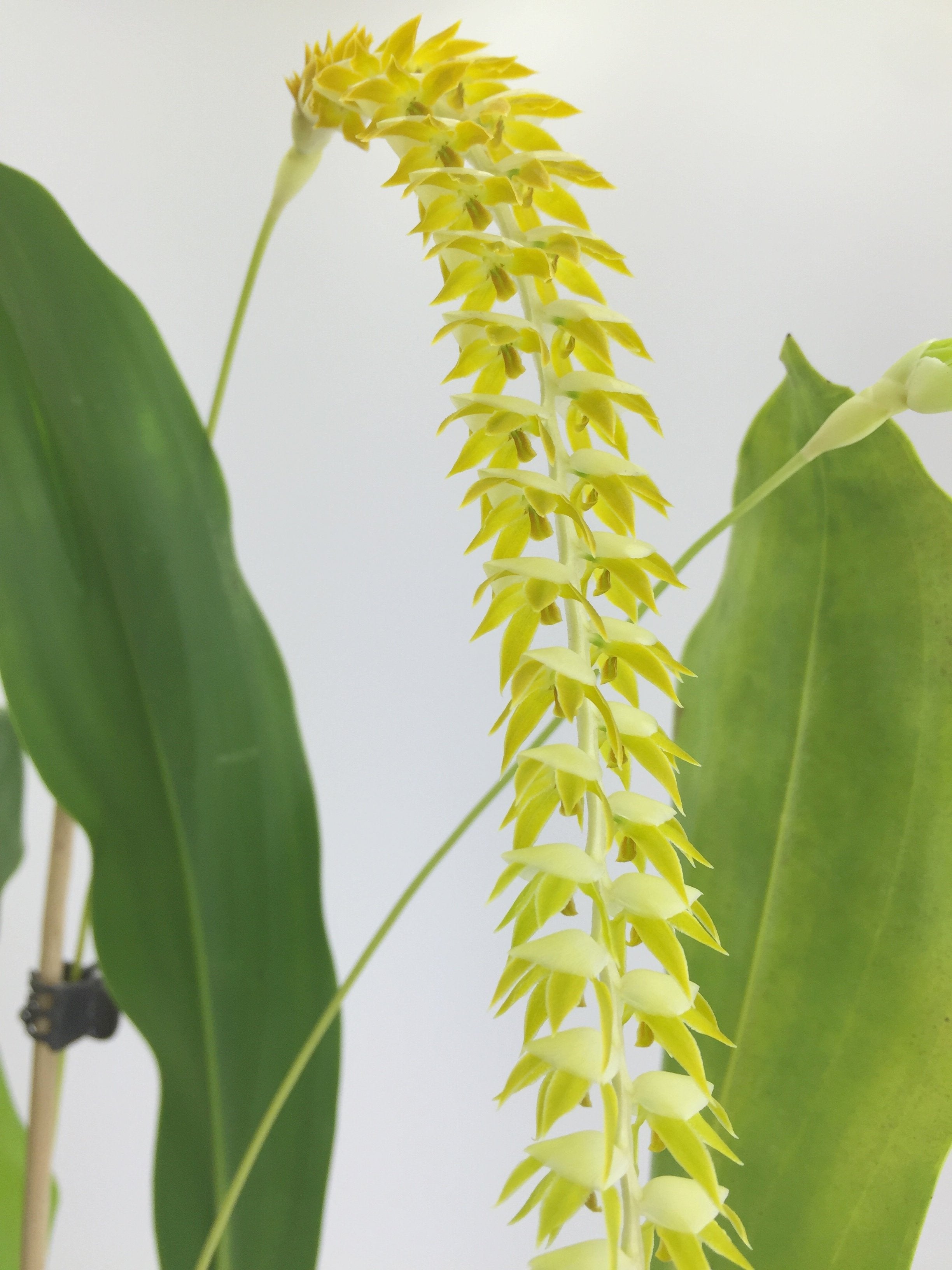 Dendrochilum glumaceum
