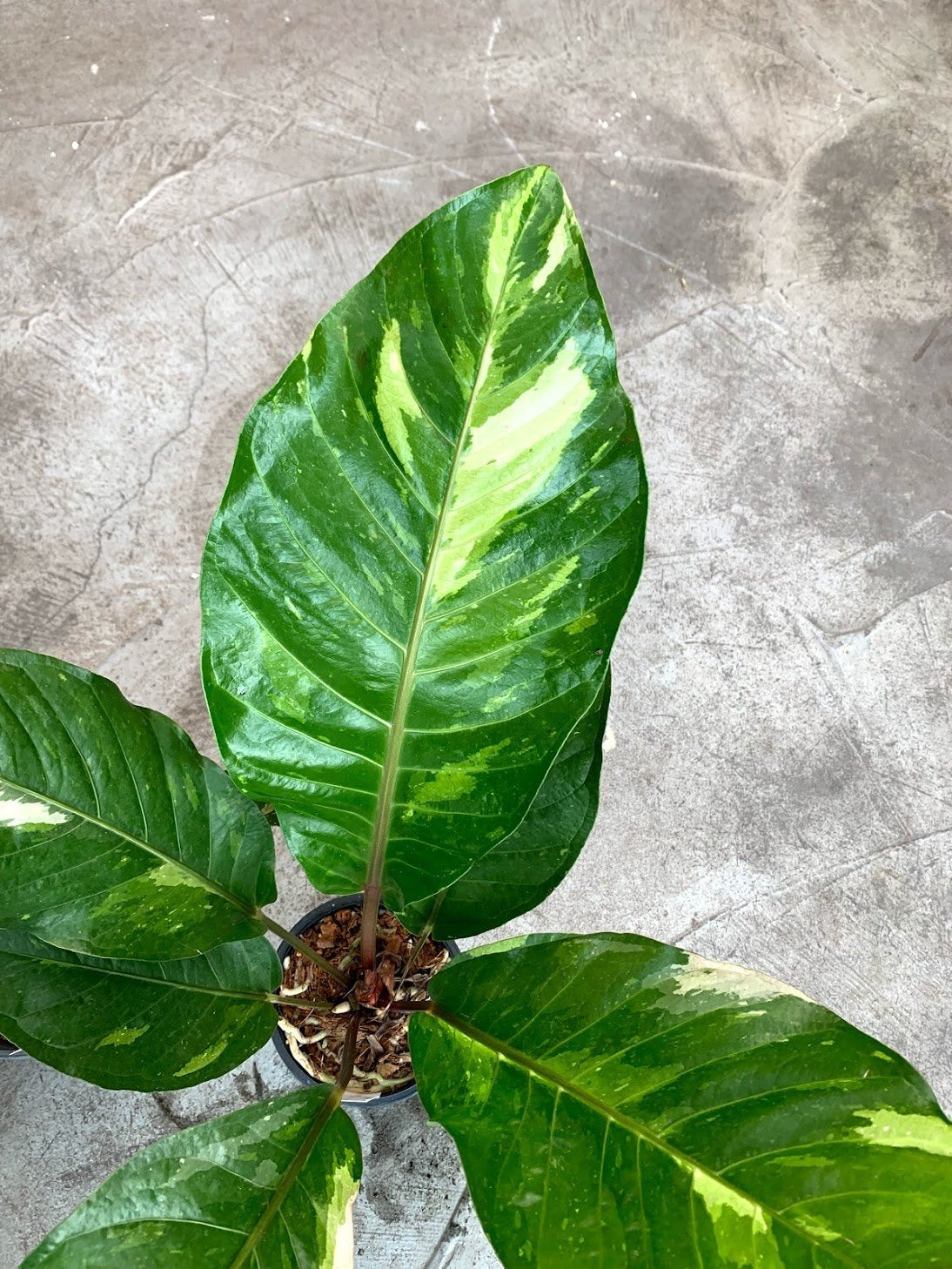 Anthurium Thai Hybrid "Variegata"