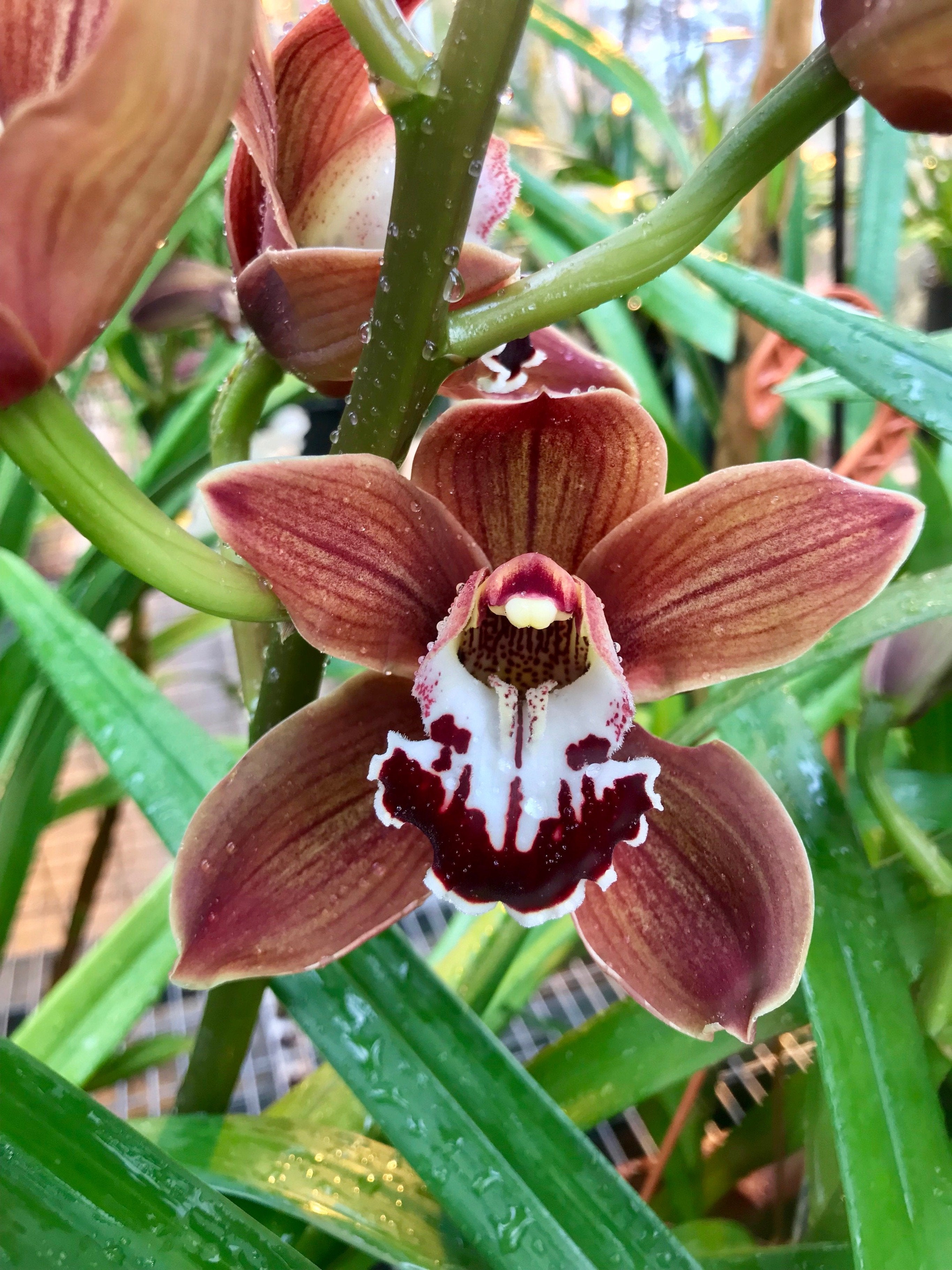 Cymbidium Peito Lake