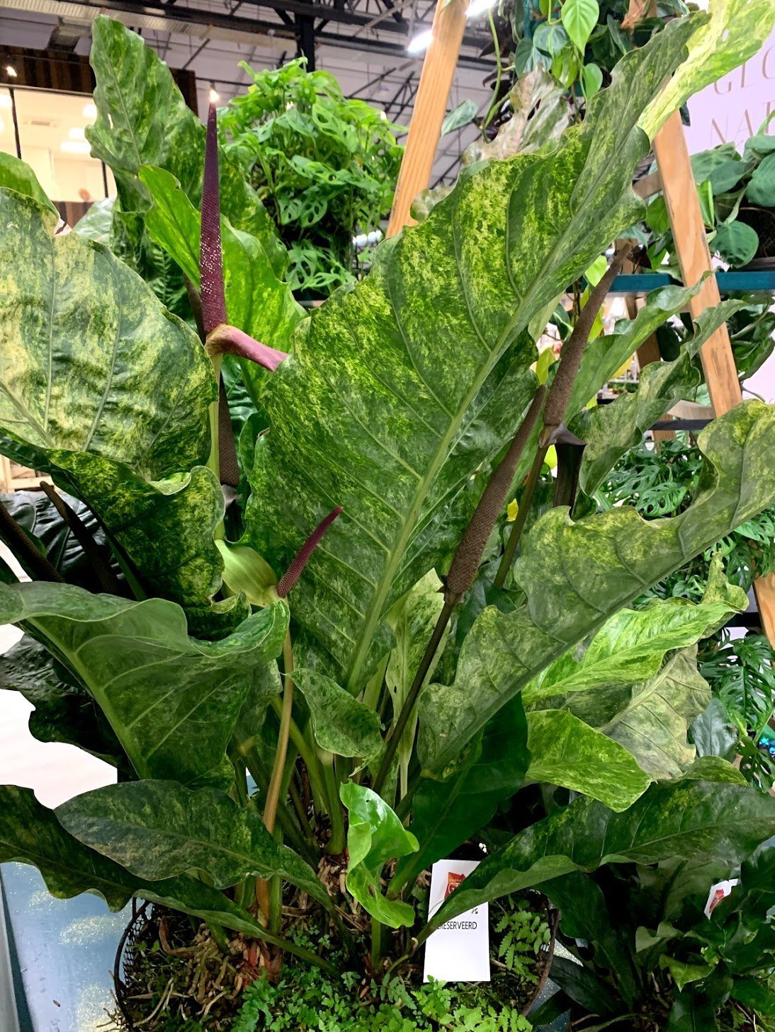 Anthurium Thai Hybrid "Variegata"