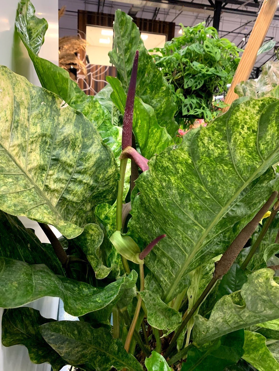 Anthurium Thai Hybrid "Variegata"