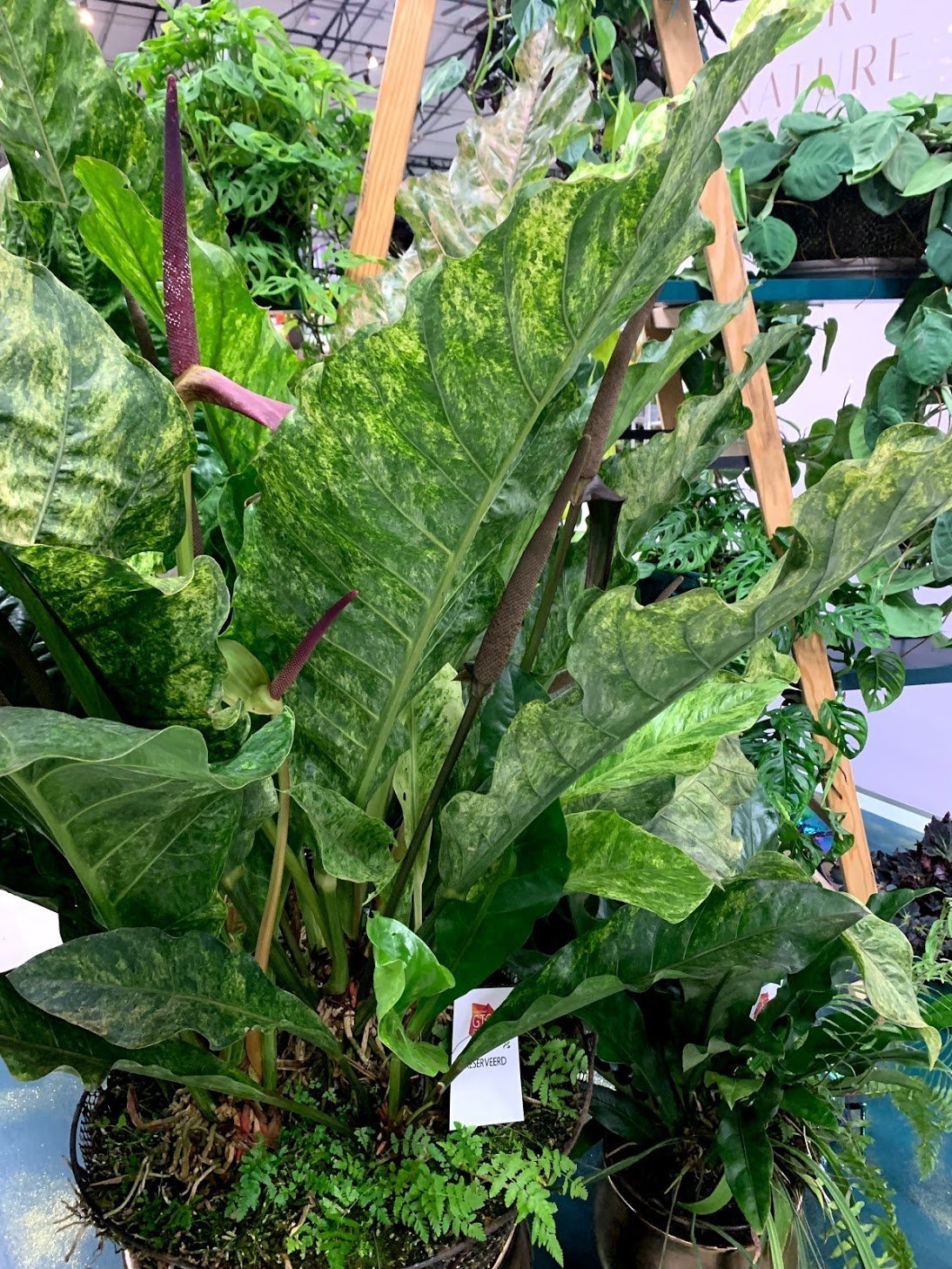 Anthurium Thai Hybrid "Variegata"