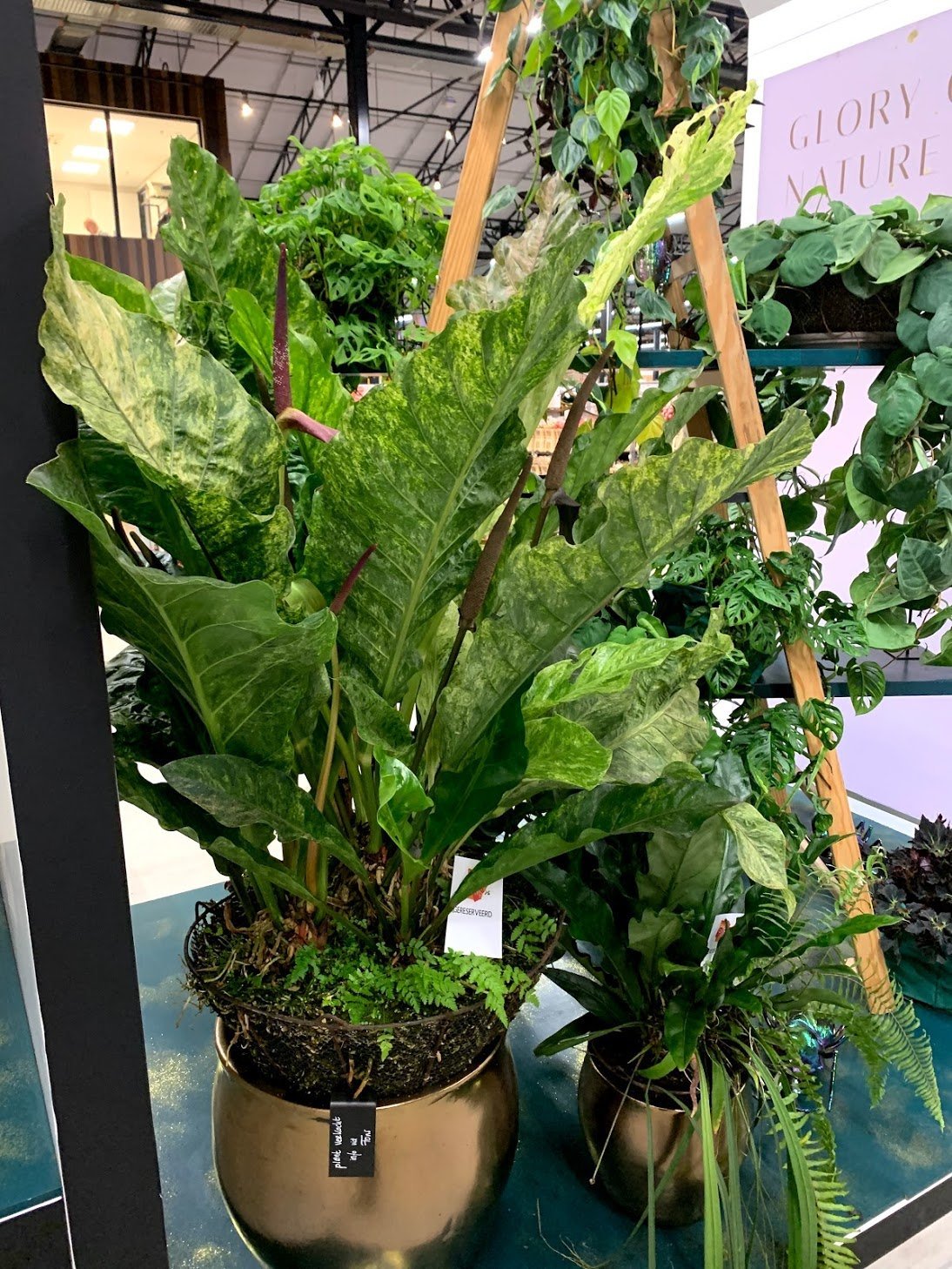 Anthurium Thai Hybrid "Variegata"