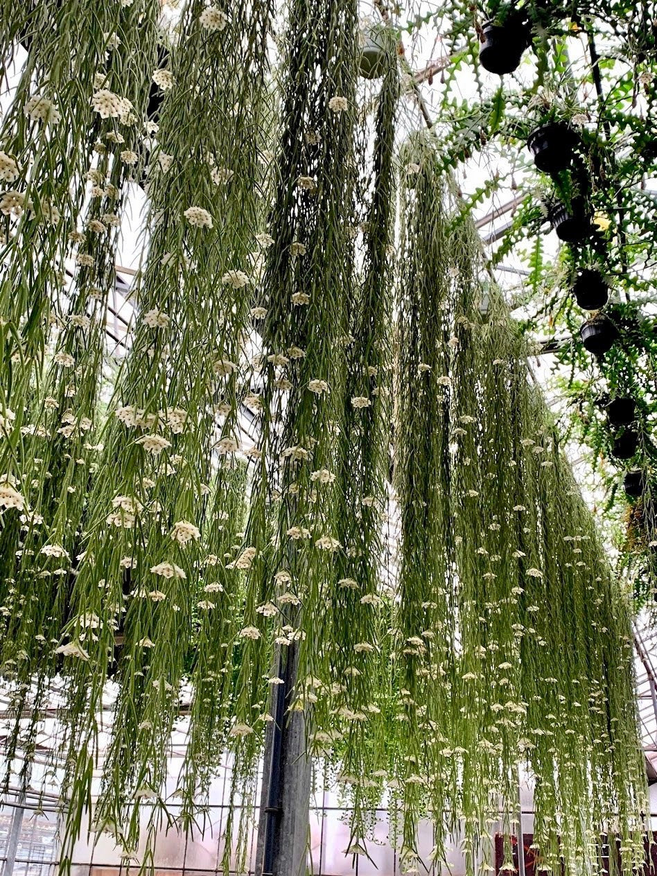 Hoya linearis "XXL Big" (90/100 cm lang)