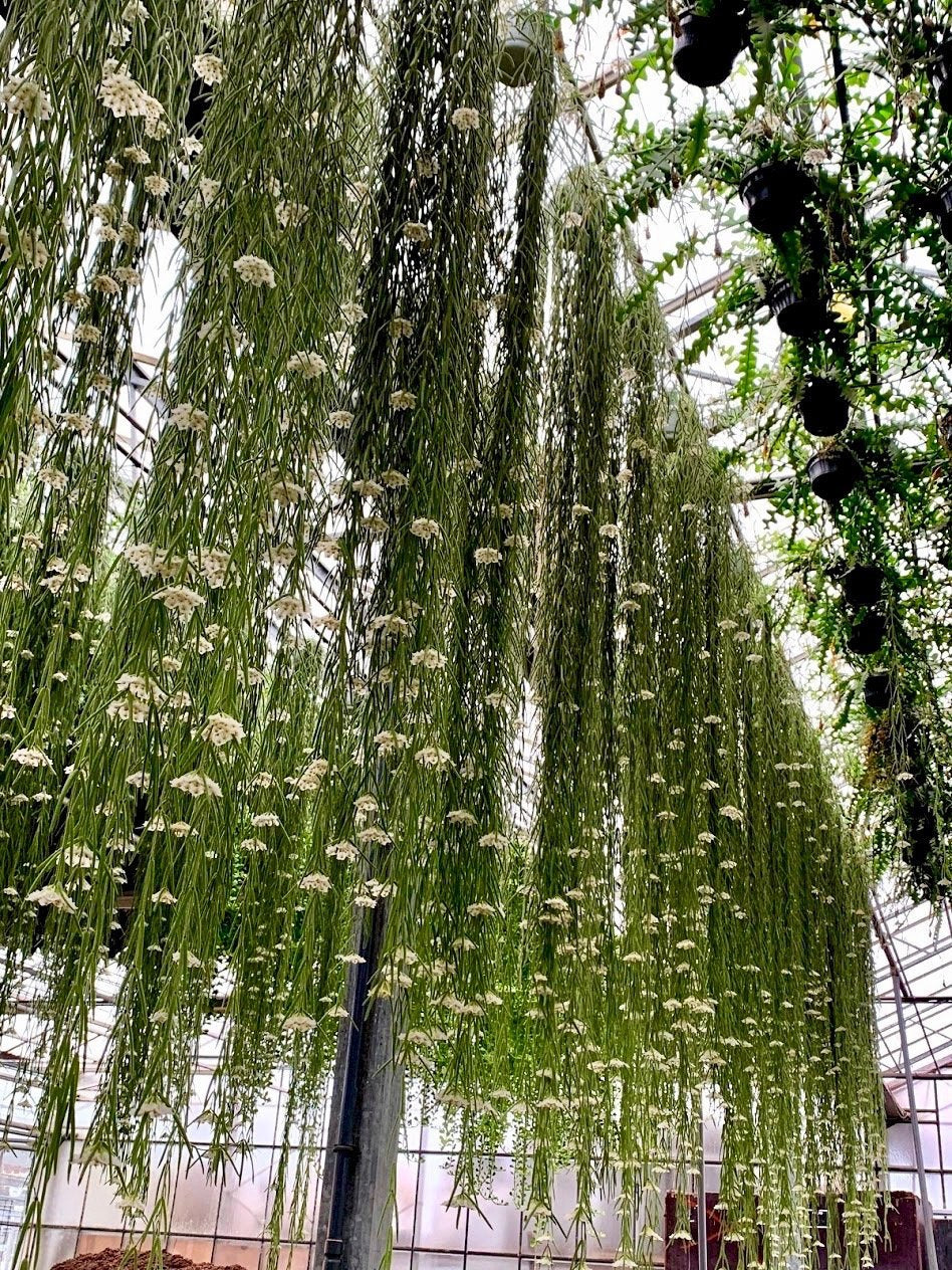 Hoya linearis "XXL Big" (90/100 cm lang)