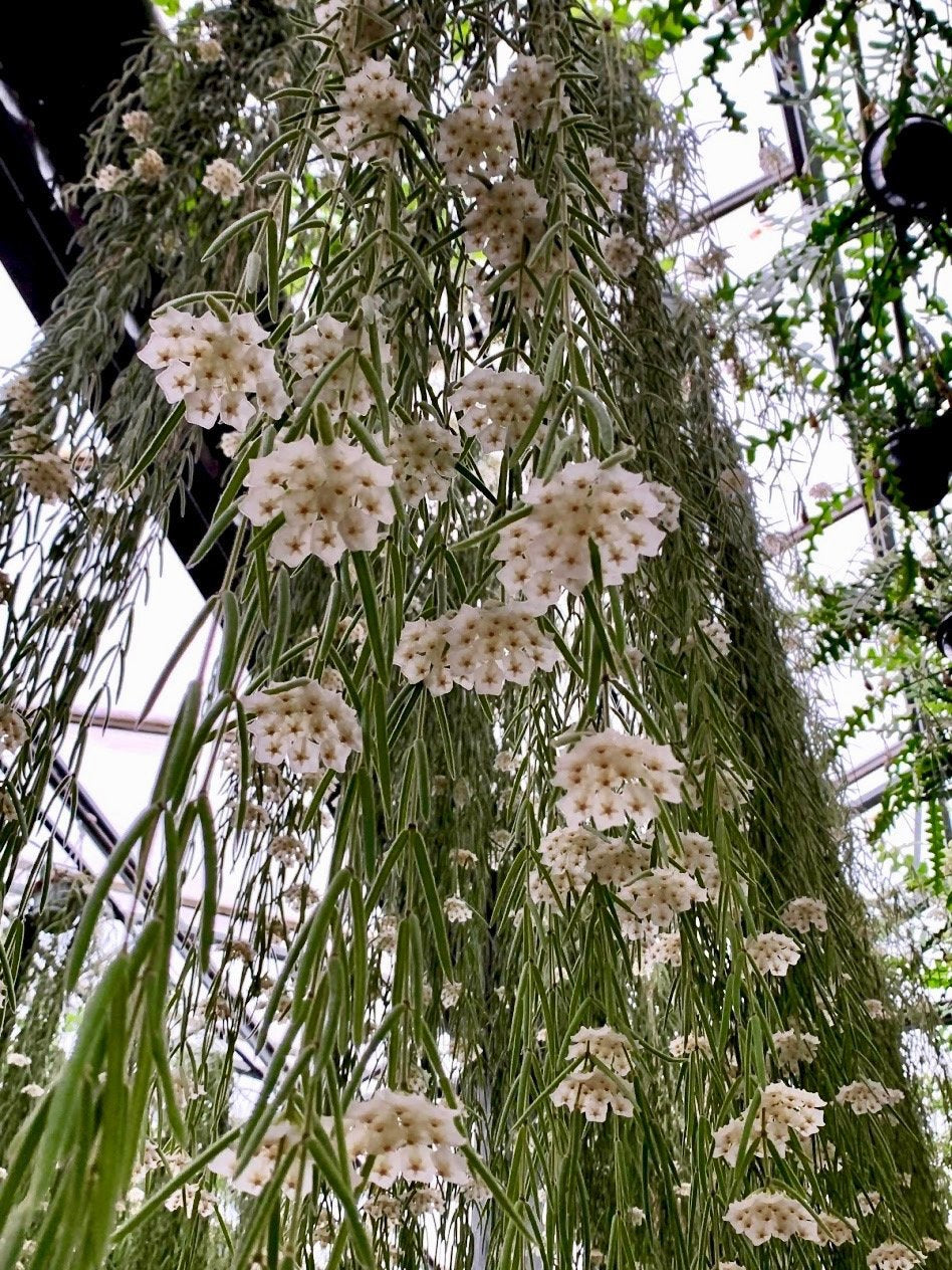 Hoya linearis "XXL Big" (90/100 cm lang)