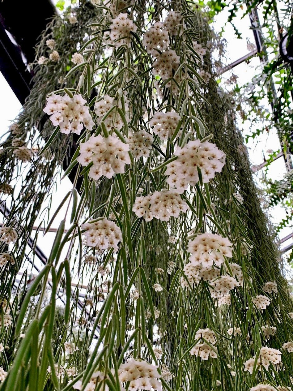 Hoya linearis "XXL Big" (90/100 cm lang)