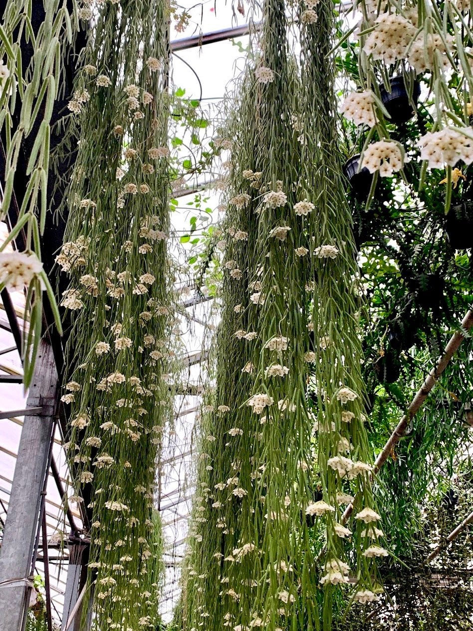 Hoya linearis "XXL Big" (90/100 cm Long)