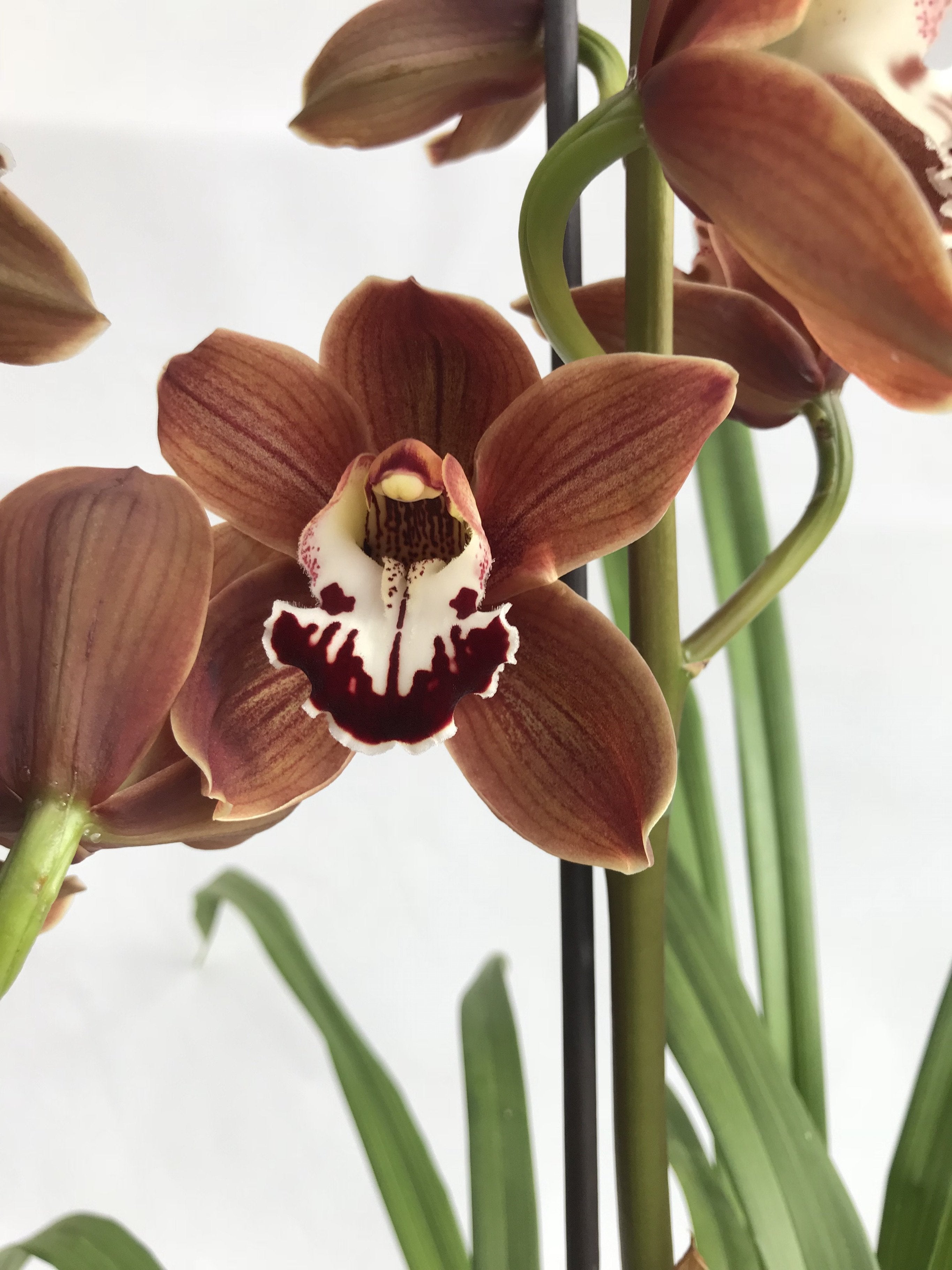 Cymbidium Peito Lake