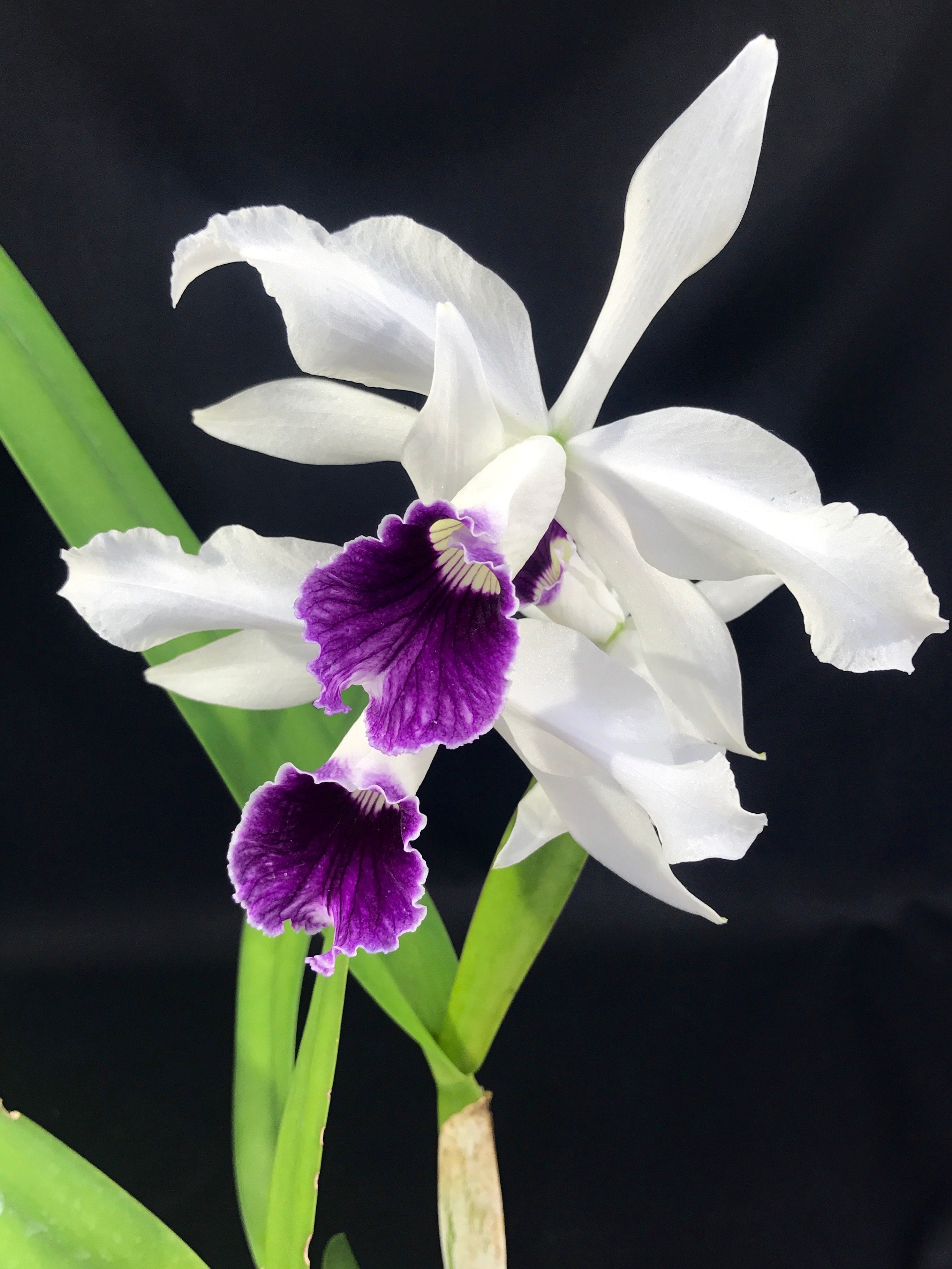 Laelia purpurata var. blau
