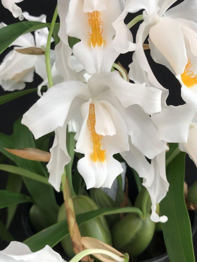 Coelogyne cristata