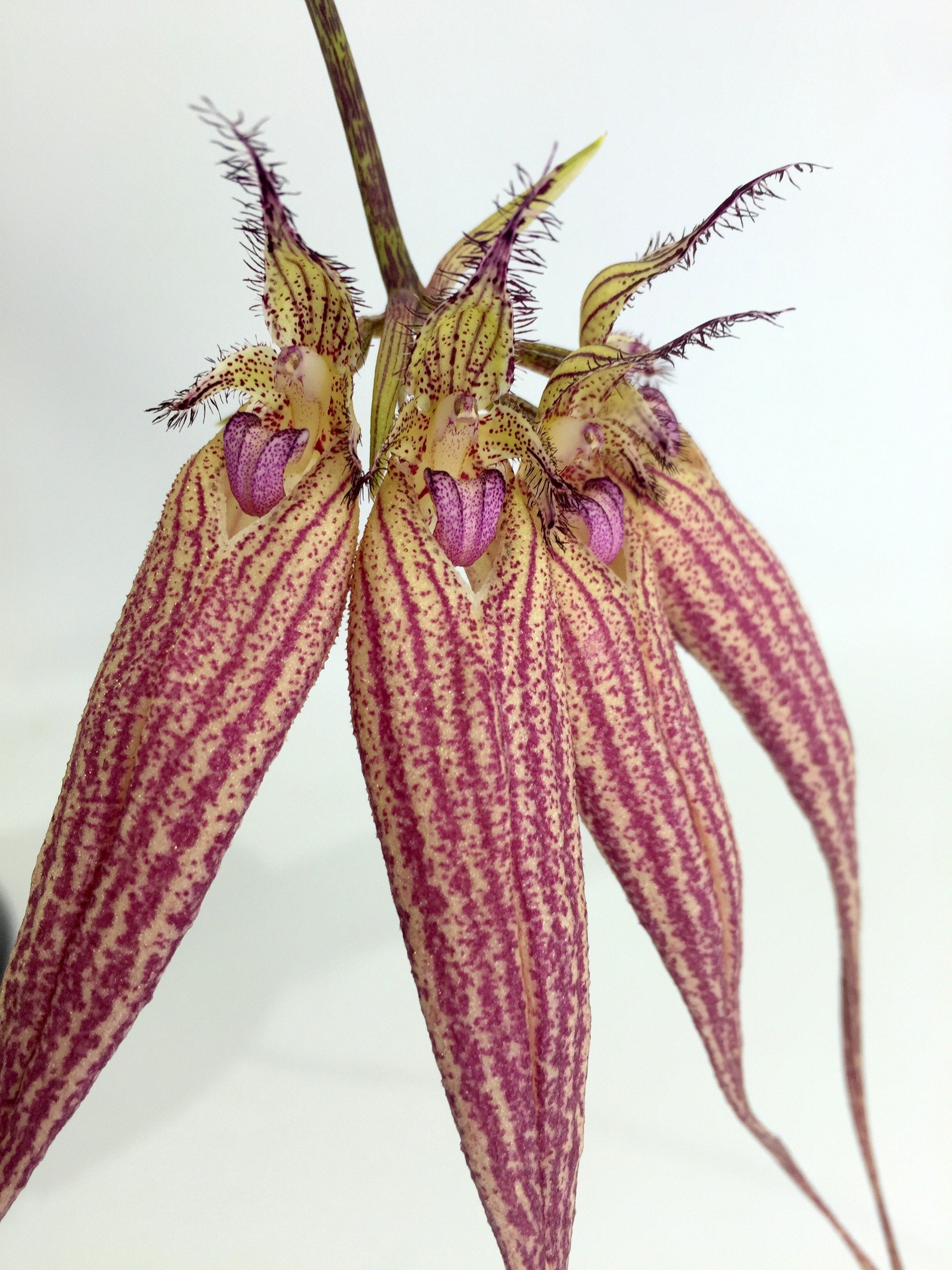 Bulbophyllum Elisabeth Ann Buckelberry (Small)