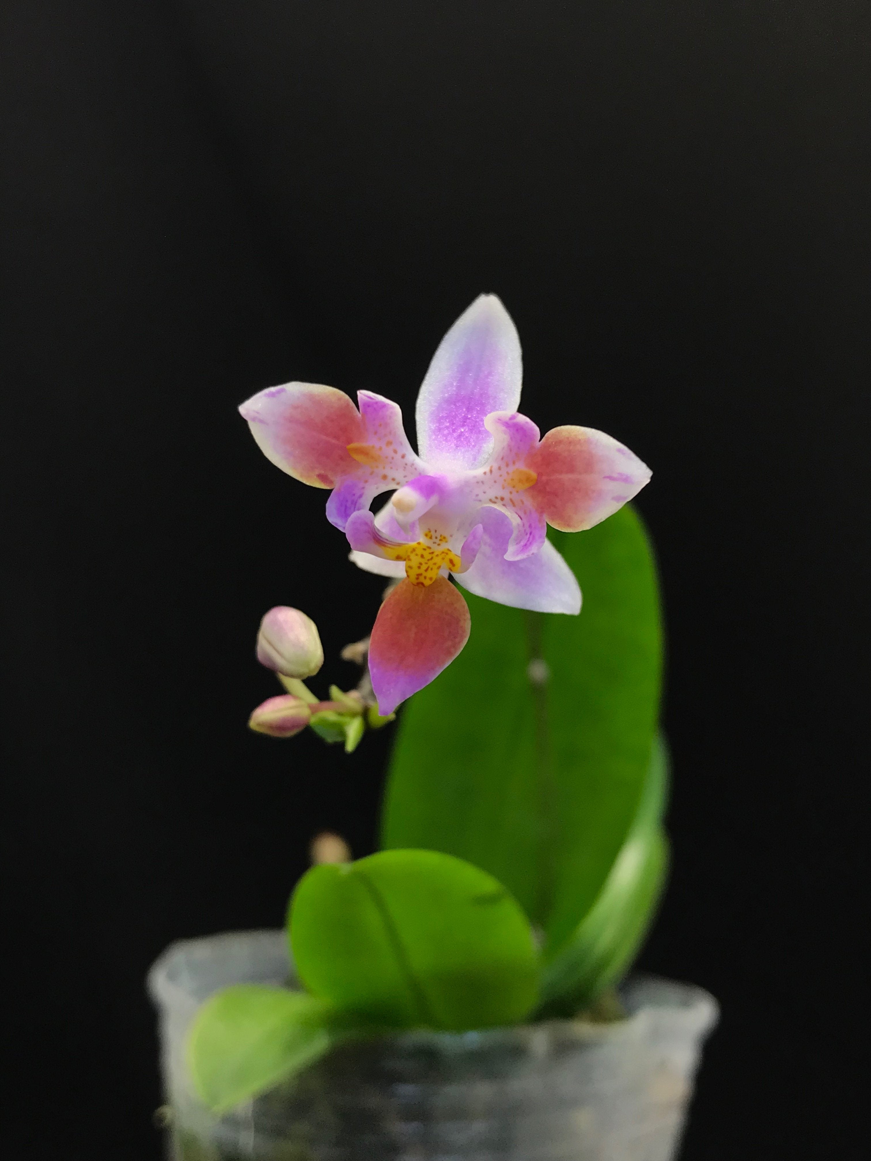 Phalaenopsis equestris var. Peloric