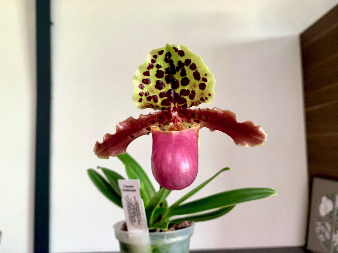 Paphiopedilum henryanum "Dark"
