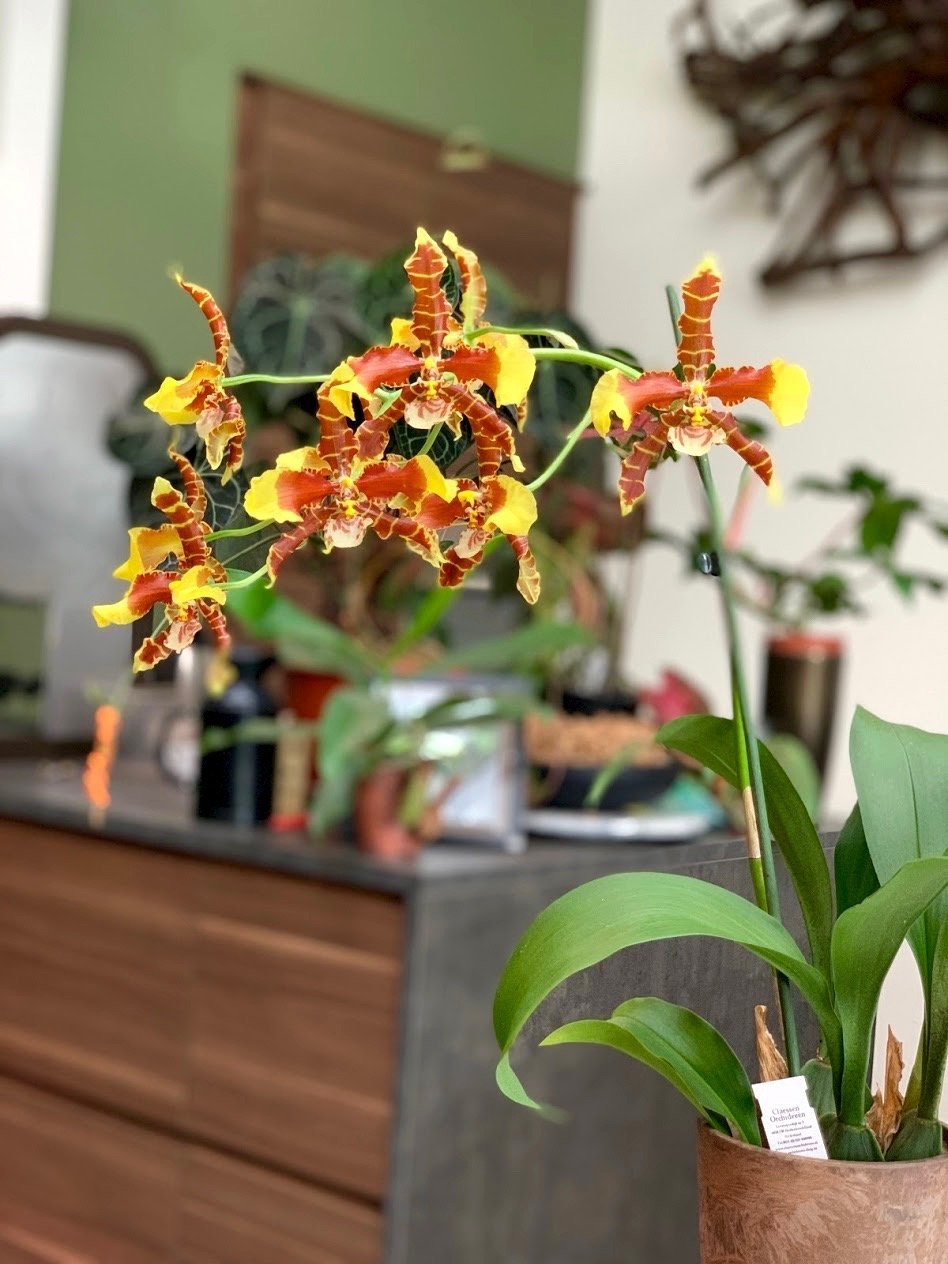 Odontoglossum Rawdon Jester "XXL Big"