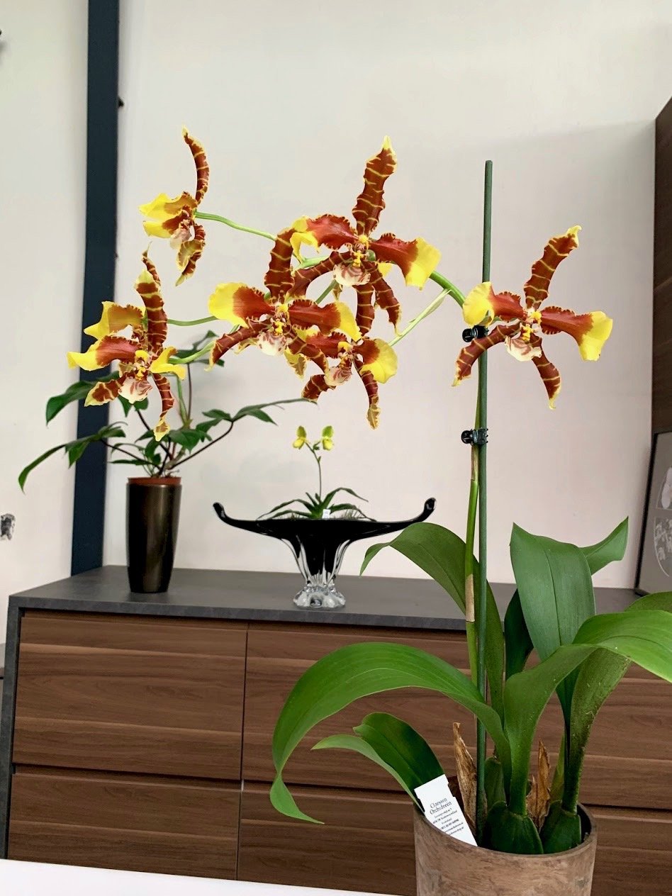 Odontoglossum Rawdon Jester "XXL Big"