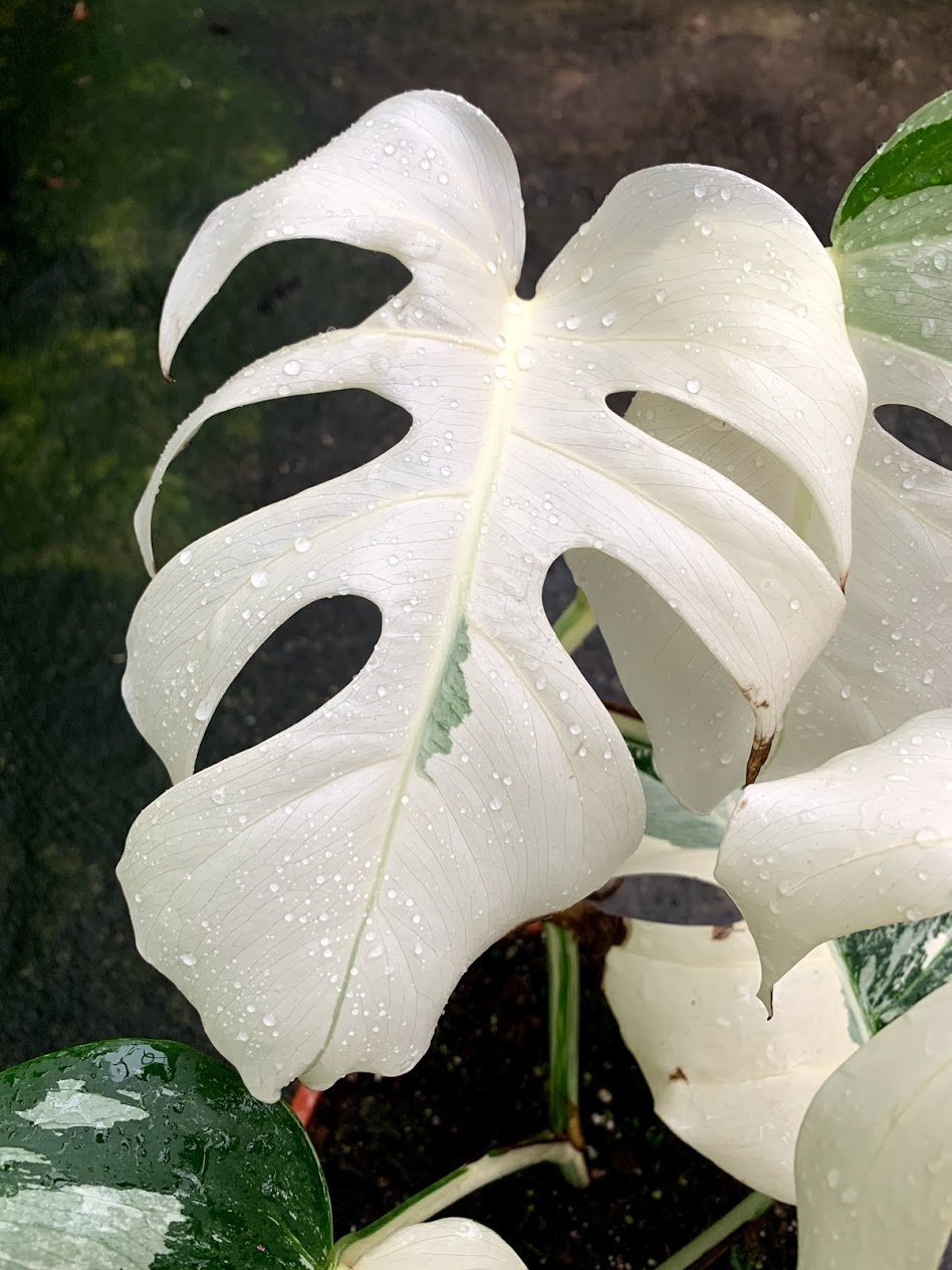 monstera deliciosa albo Monstera deliciosa Variegata albo (Special White Edition)
