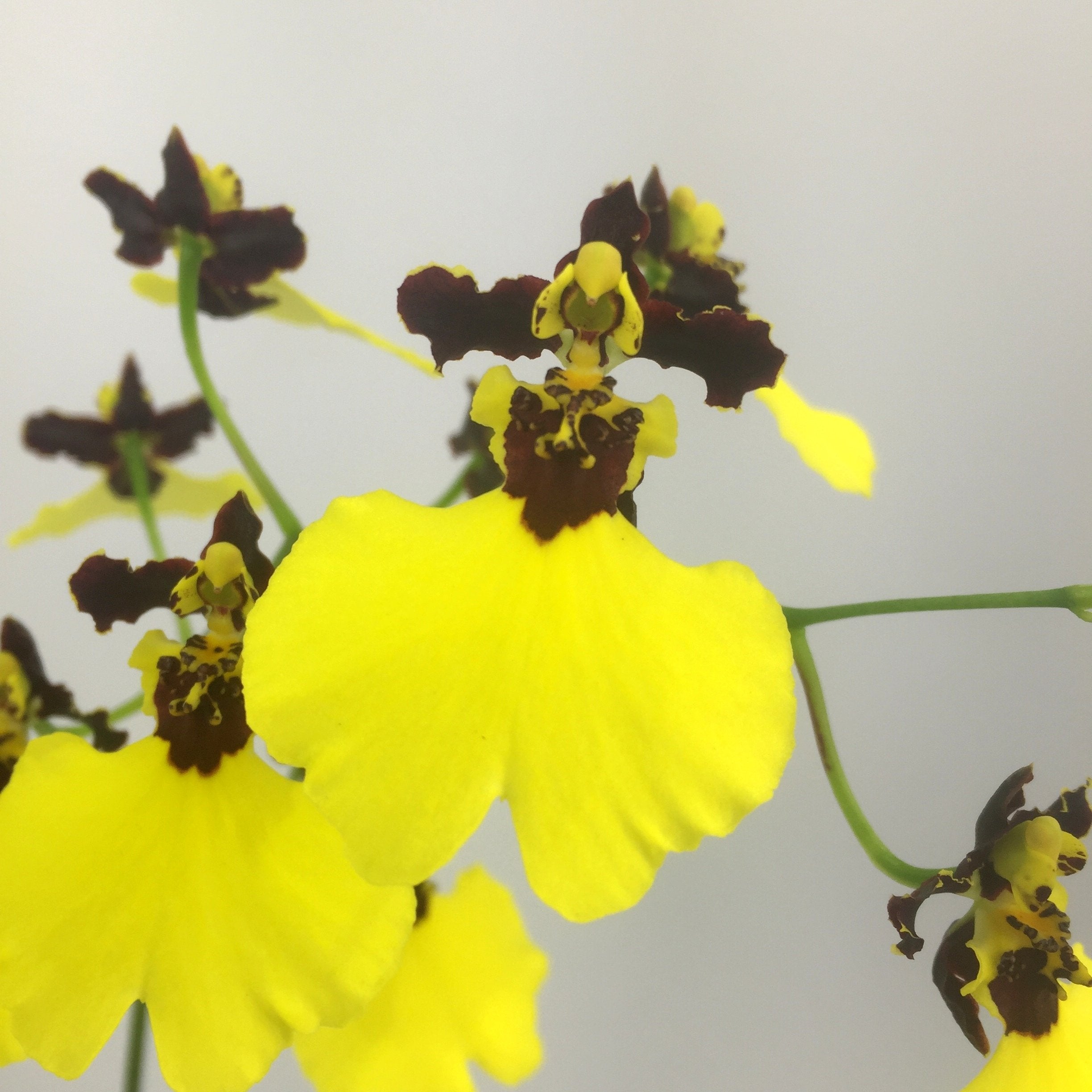 Oncidium varicosum "Balduin Black"