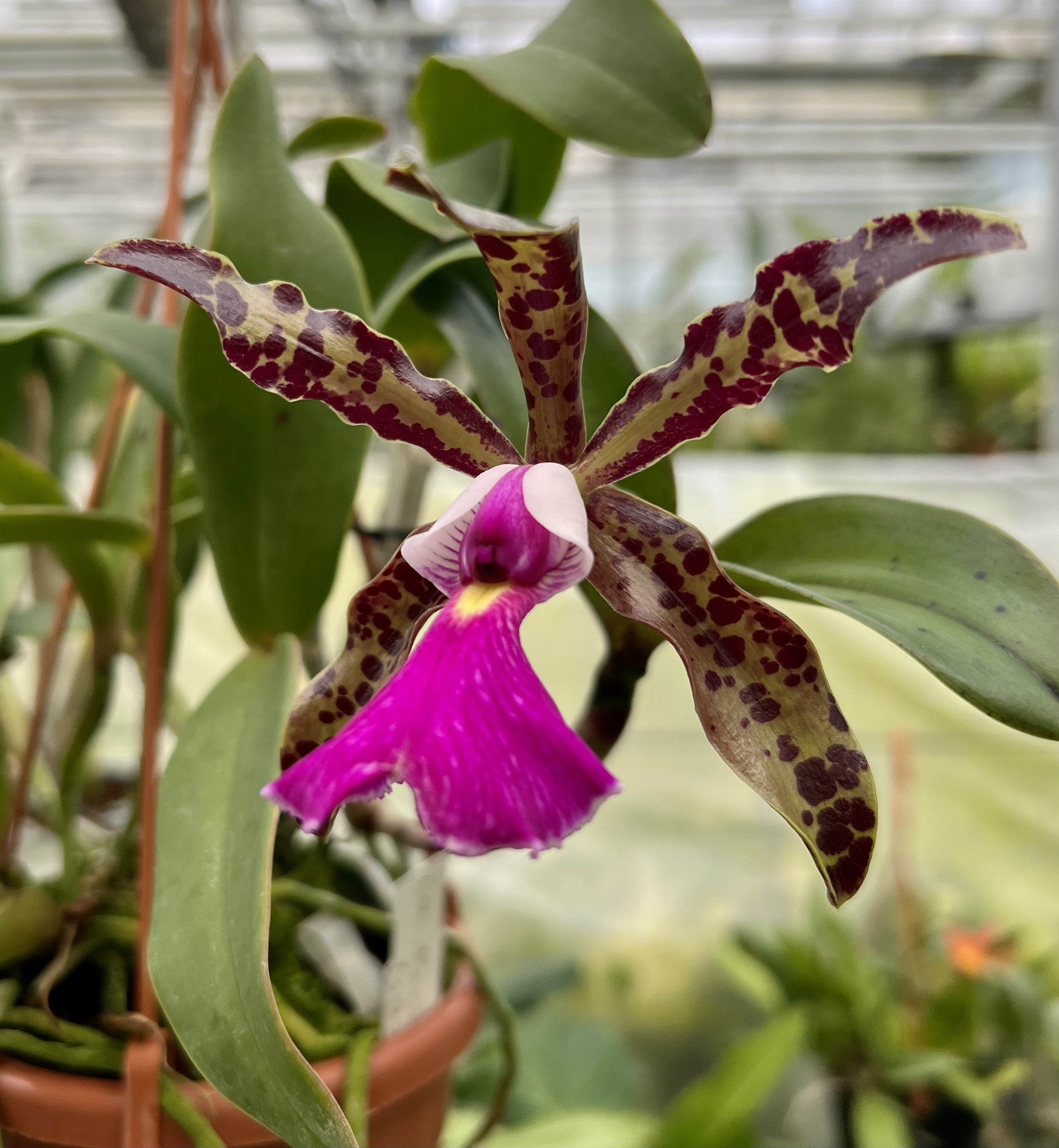 Cattleya aclandiae x schilleriana