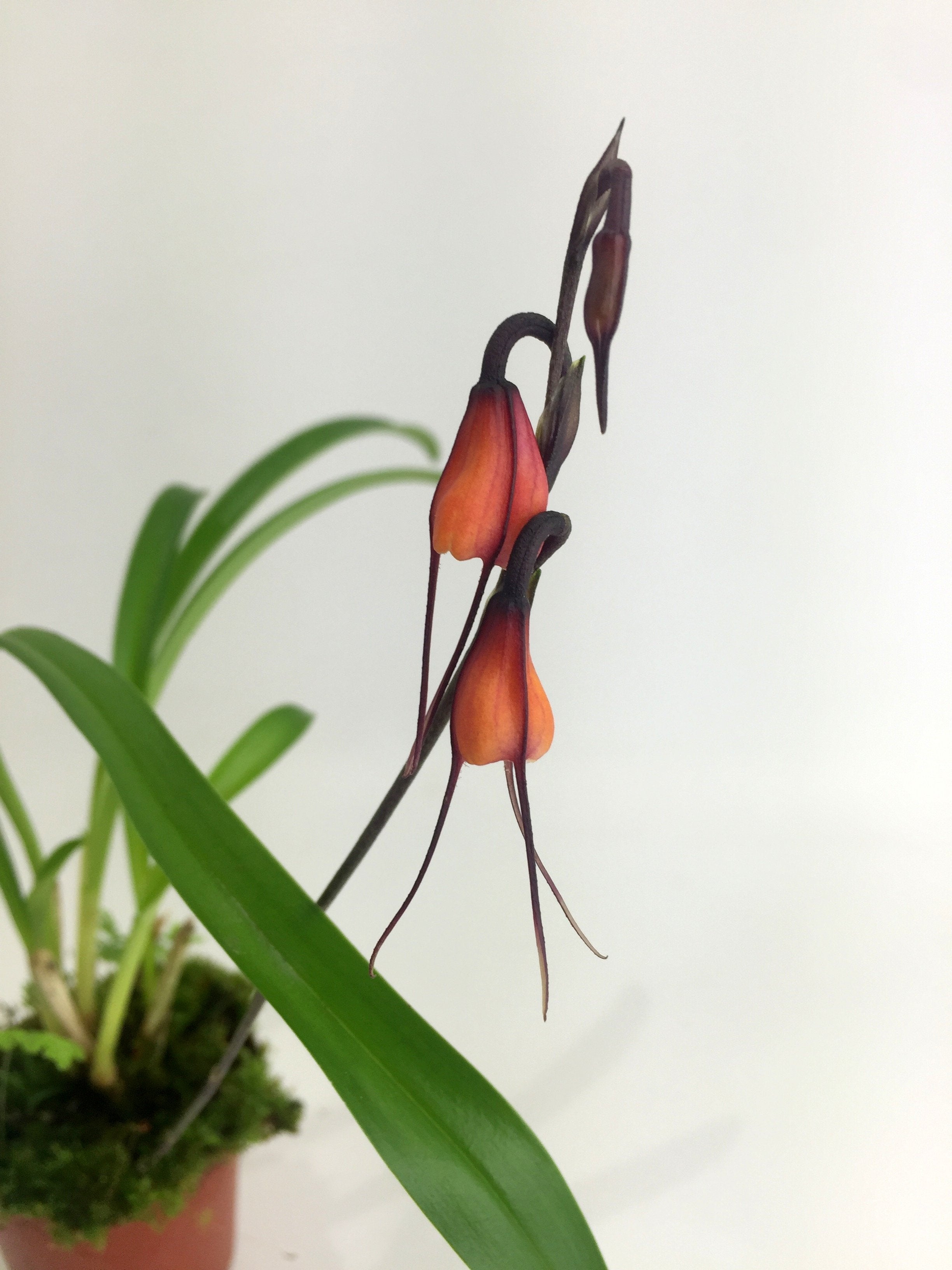 Dracula sodiroi (aaporchidee)