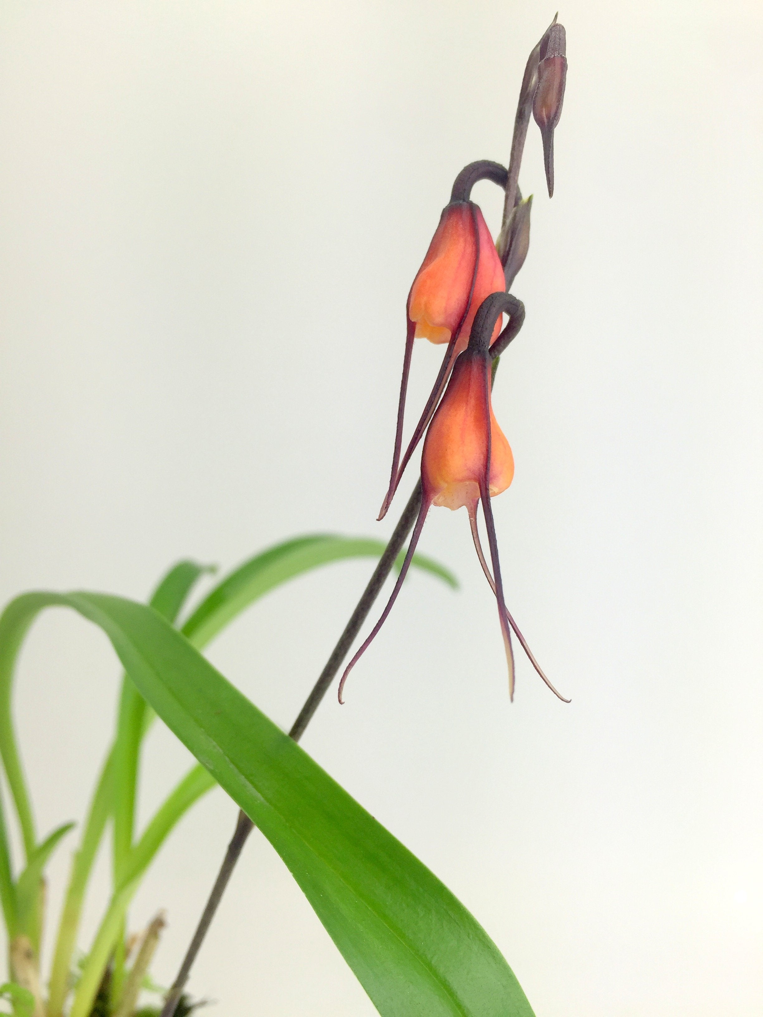 Dracula sodiroi (aaporchidee)