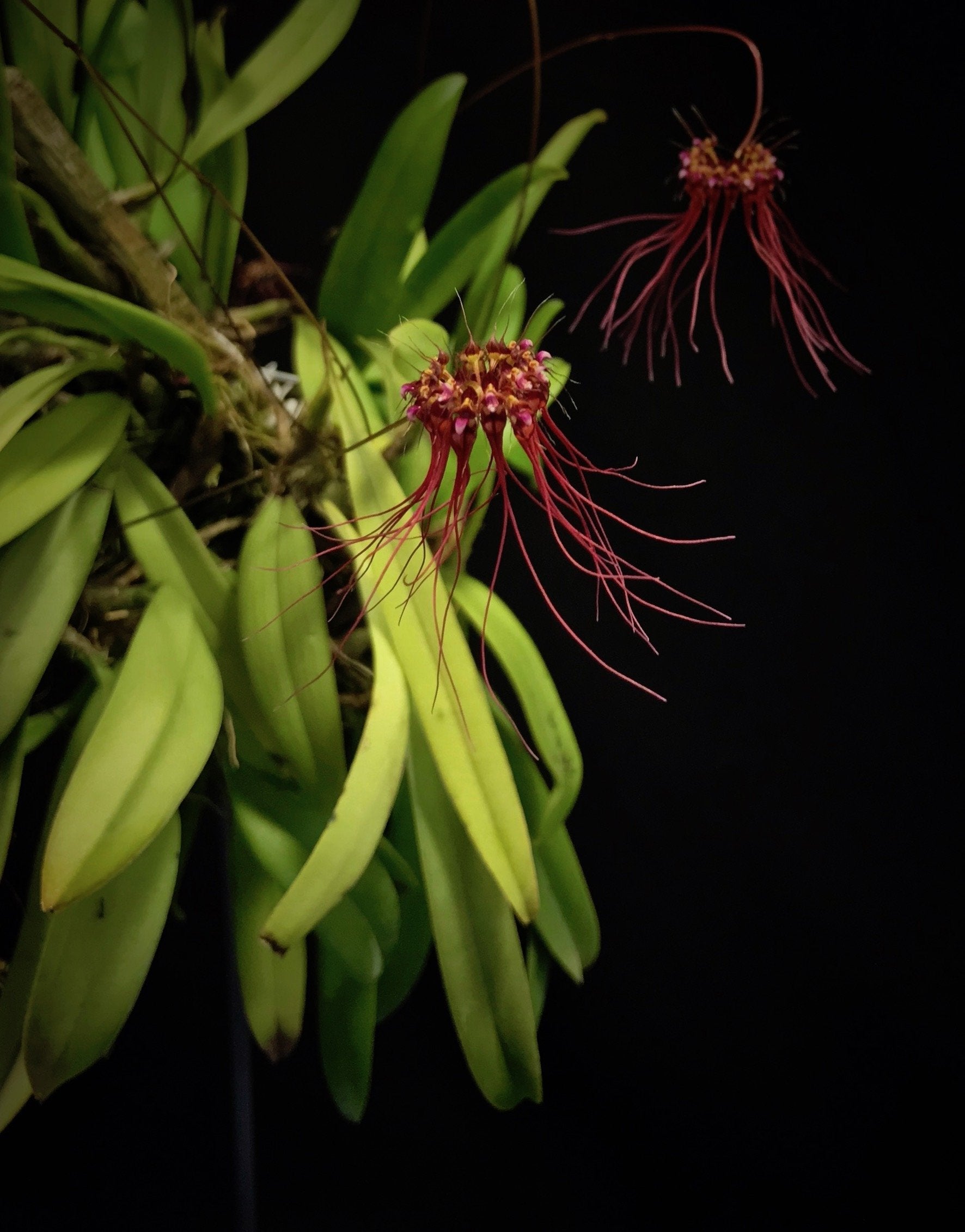 Bulbophyllum gracillimum "Groß"
