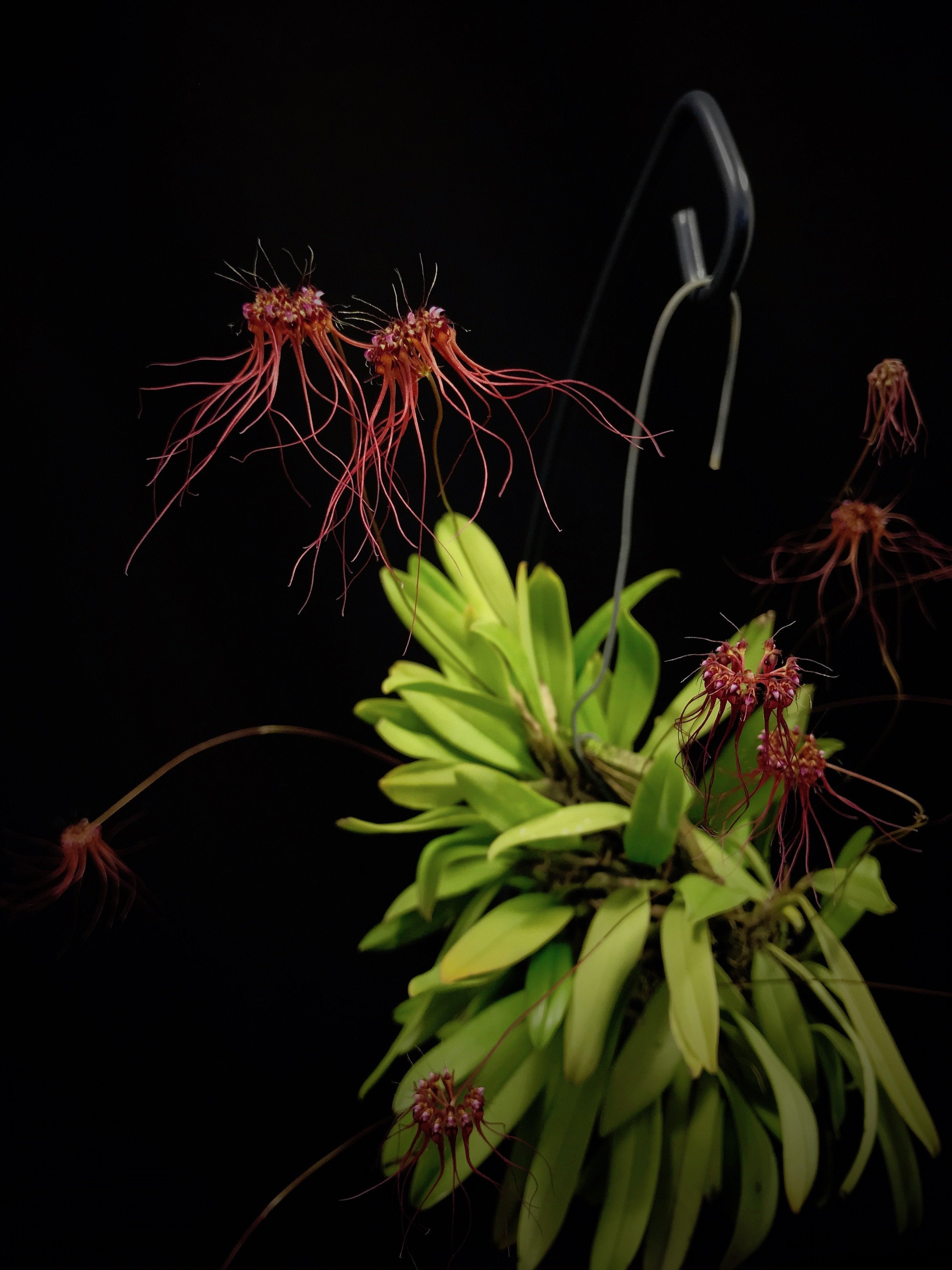 Bulbophyllum gracillimum "Groß"