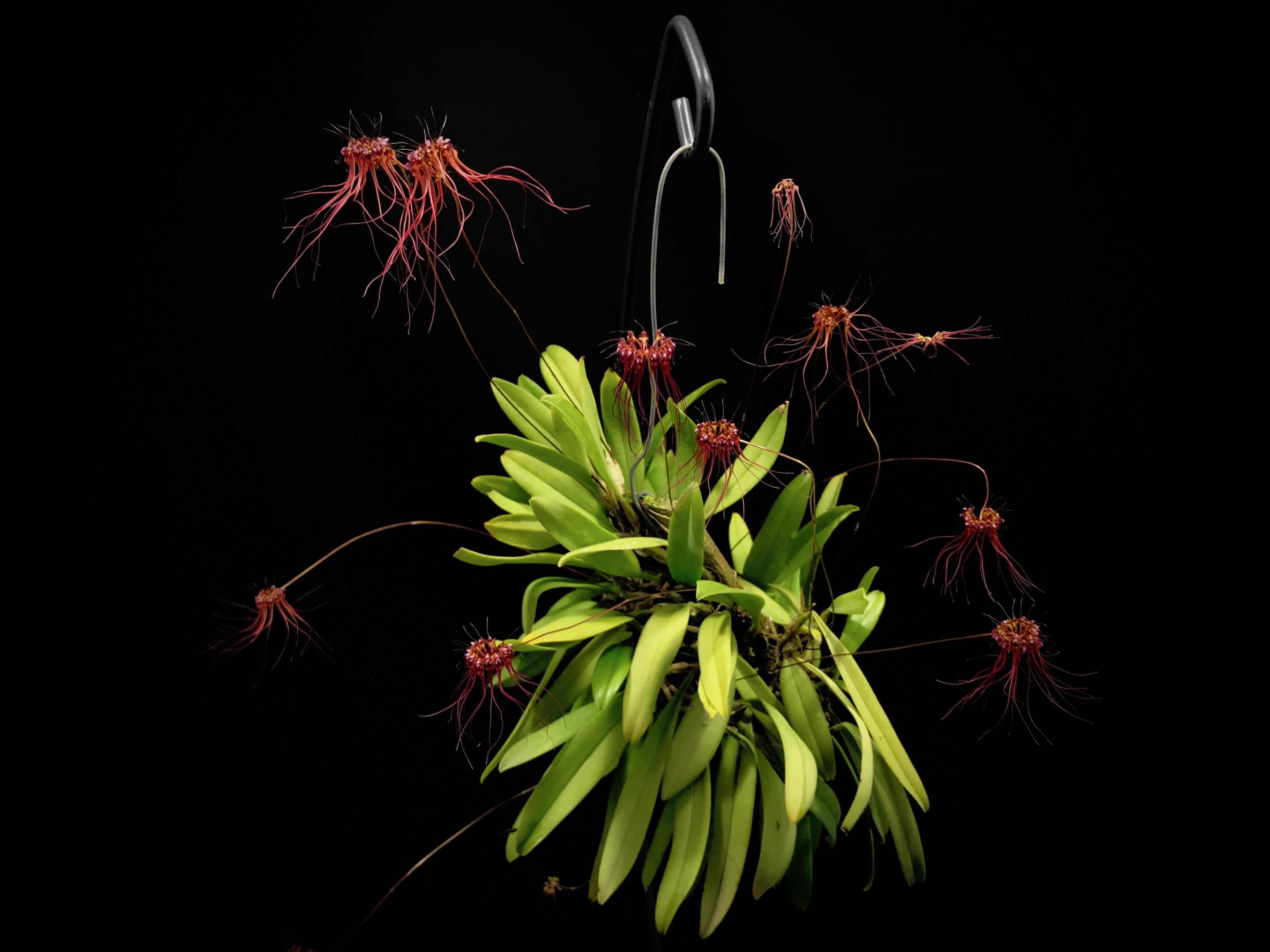 Bulbophyllum gracillimum "Groß"