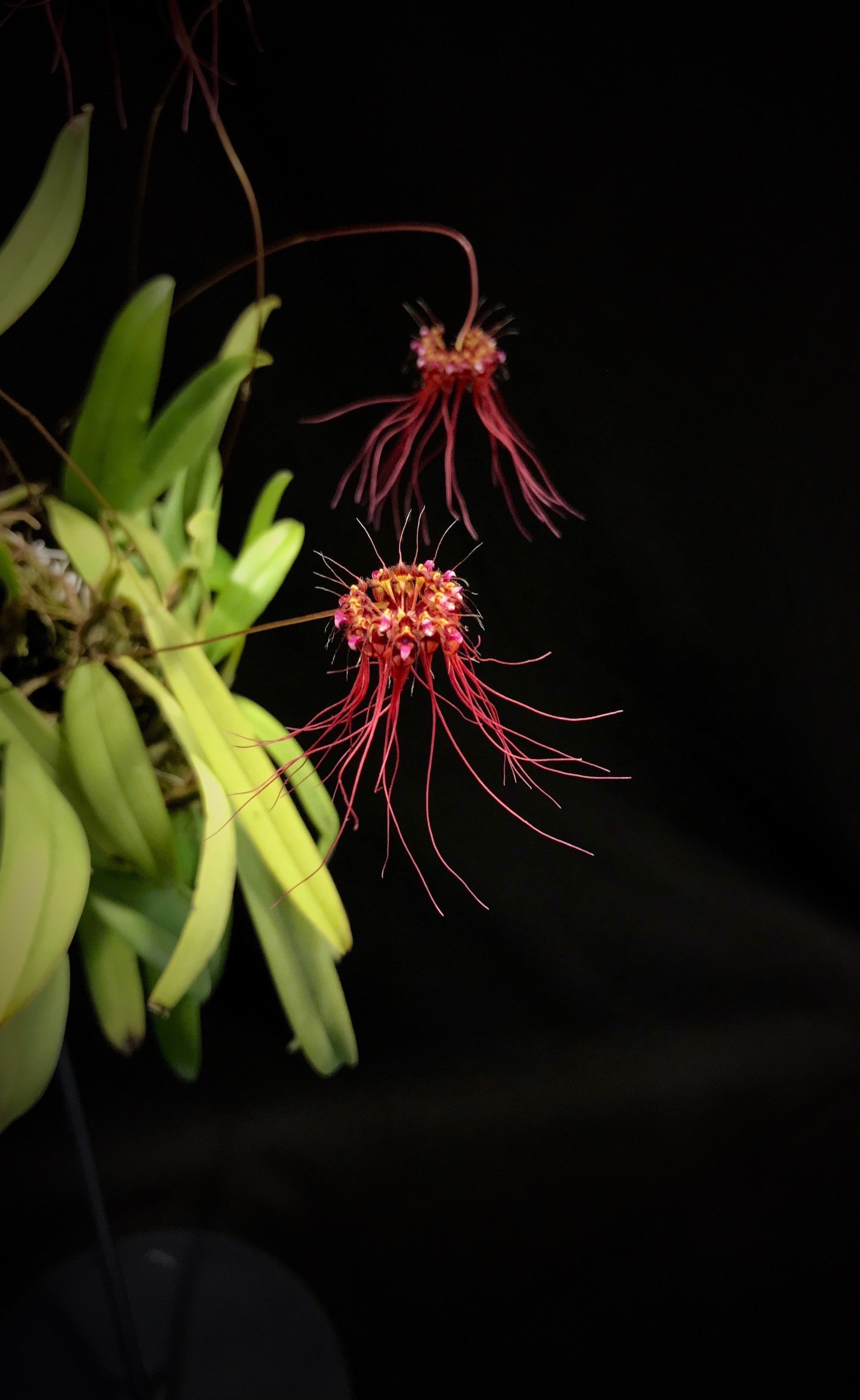 Bulbophyllum gracillimum "Groß"