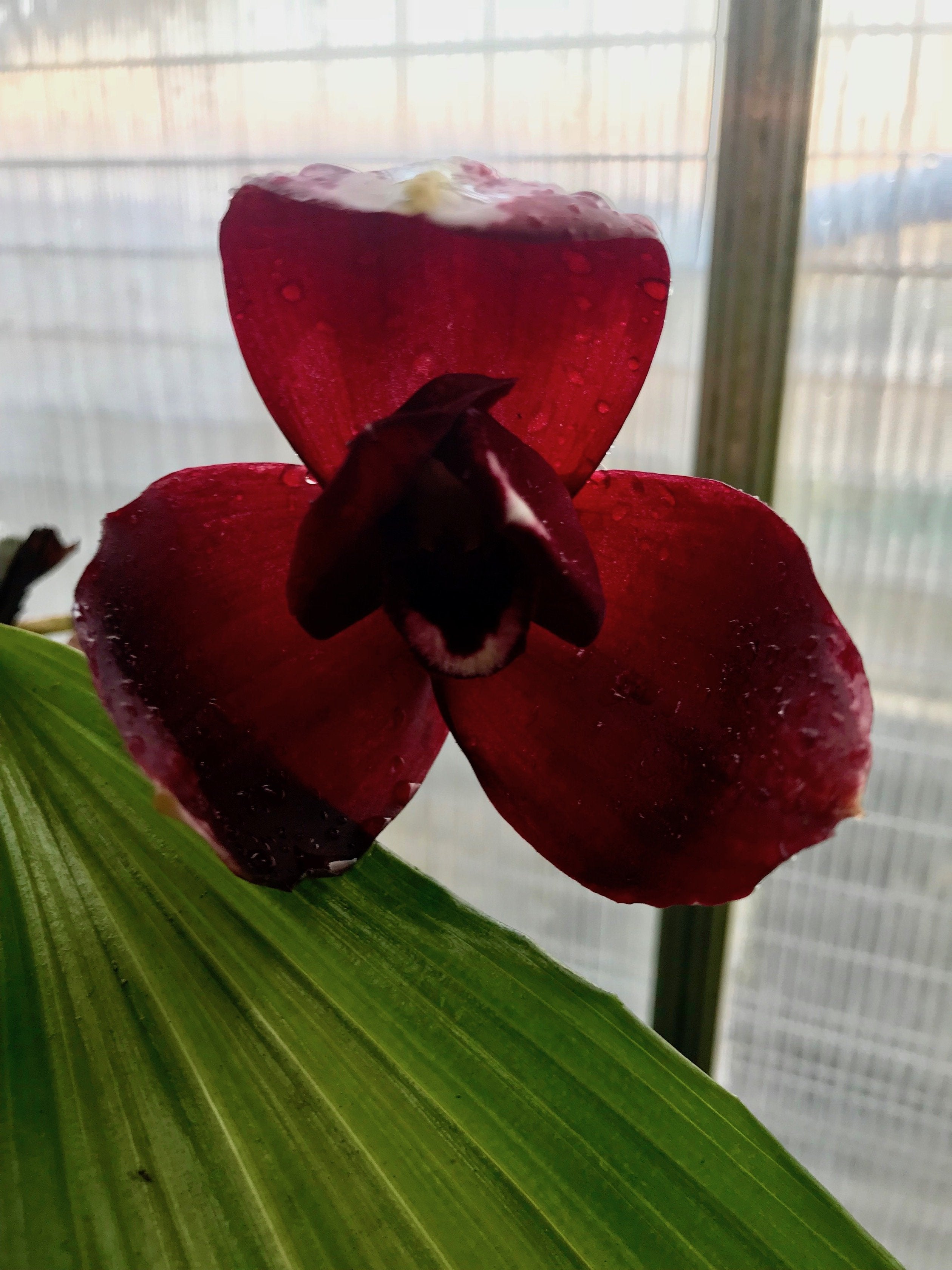 Lycaste Chita Sunset x (Lycaste Capicorn Vulcan Angulocaste Paul Gripp x Lycaste Chita Sunset)