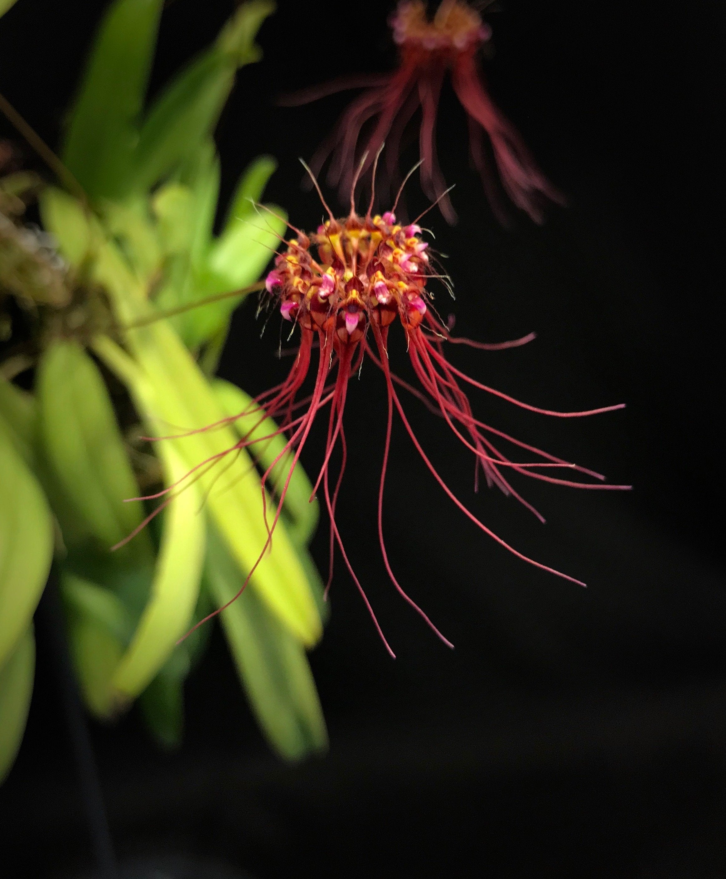 Bulbophyllum gracillimum "Groß"