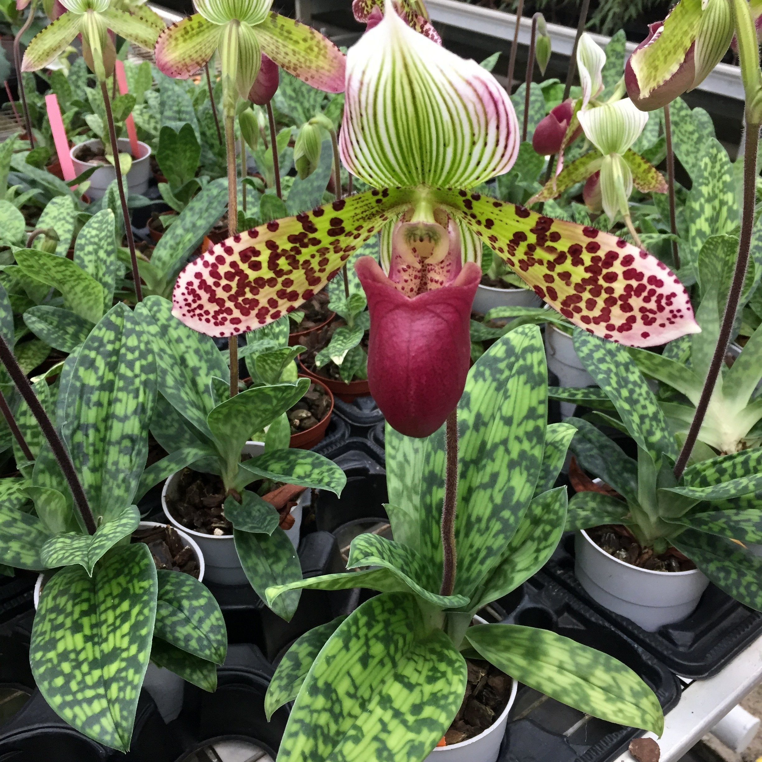 Paphiopedilum sukhakulii x mastersianum