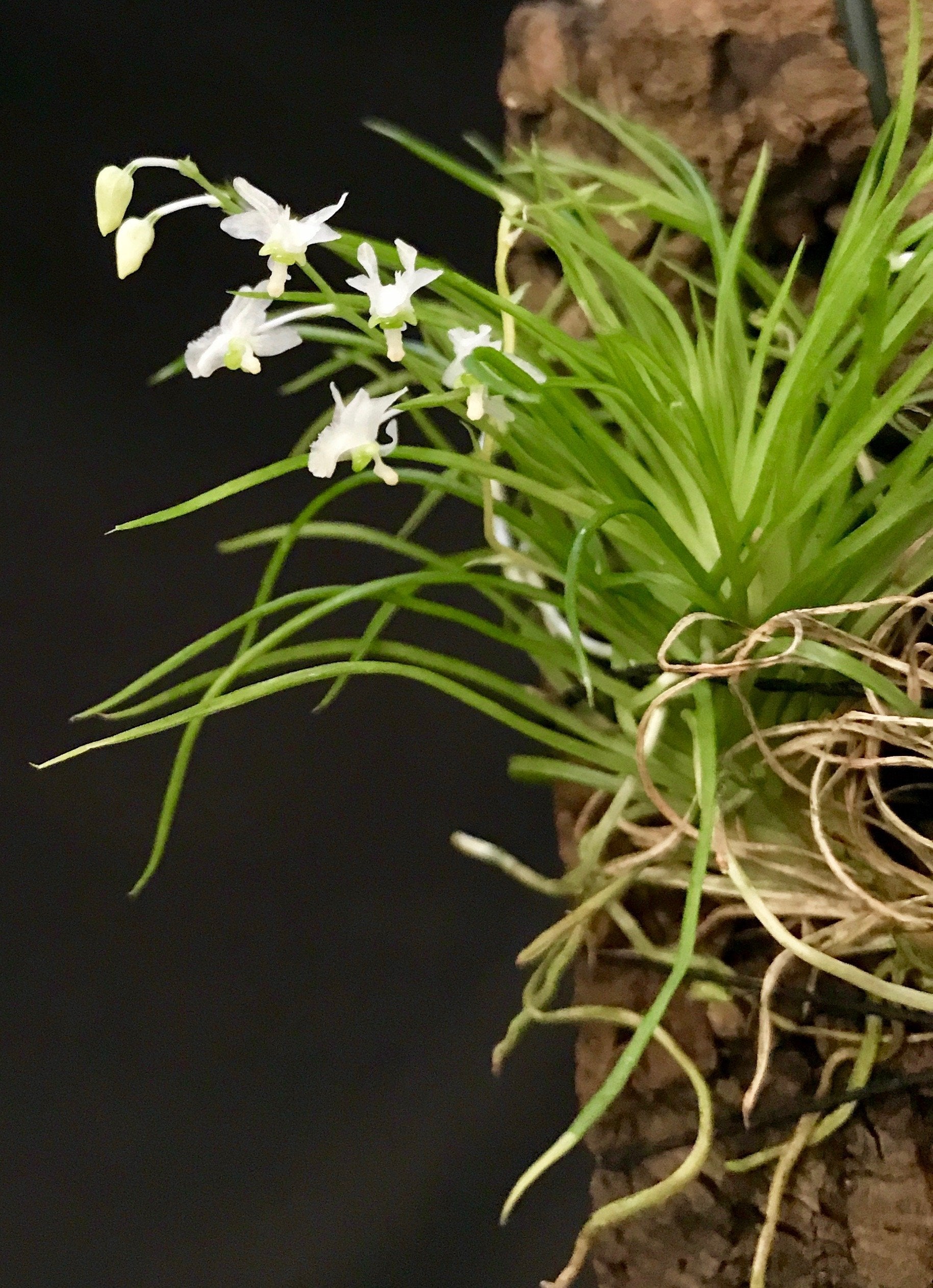 Phymatidium falcifolium